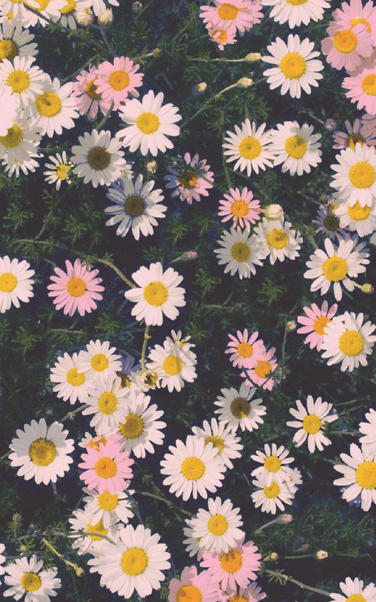 1200x1920 Daisies iPhone Wallpaper HD, Download Wallpaper