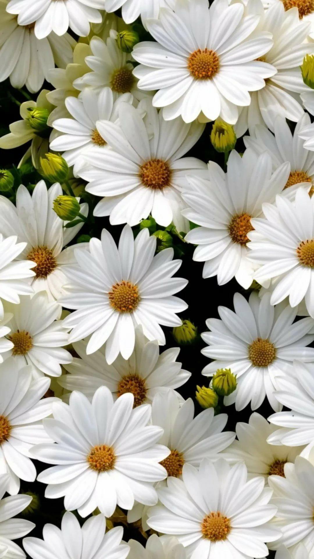Daisy Iphone Wallpapers Top Free Daisy Iphone Backgrounds Wallpaperaccess