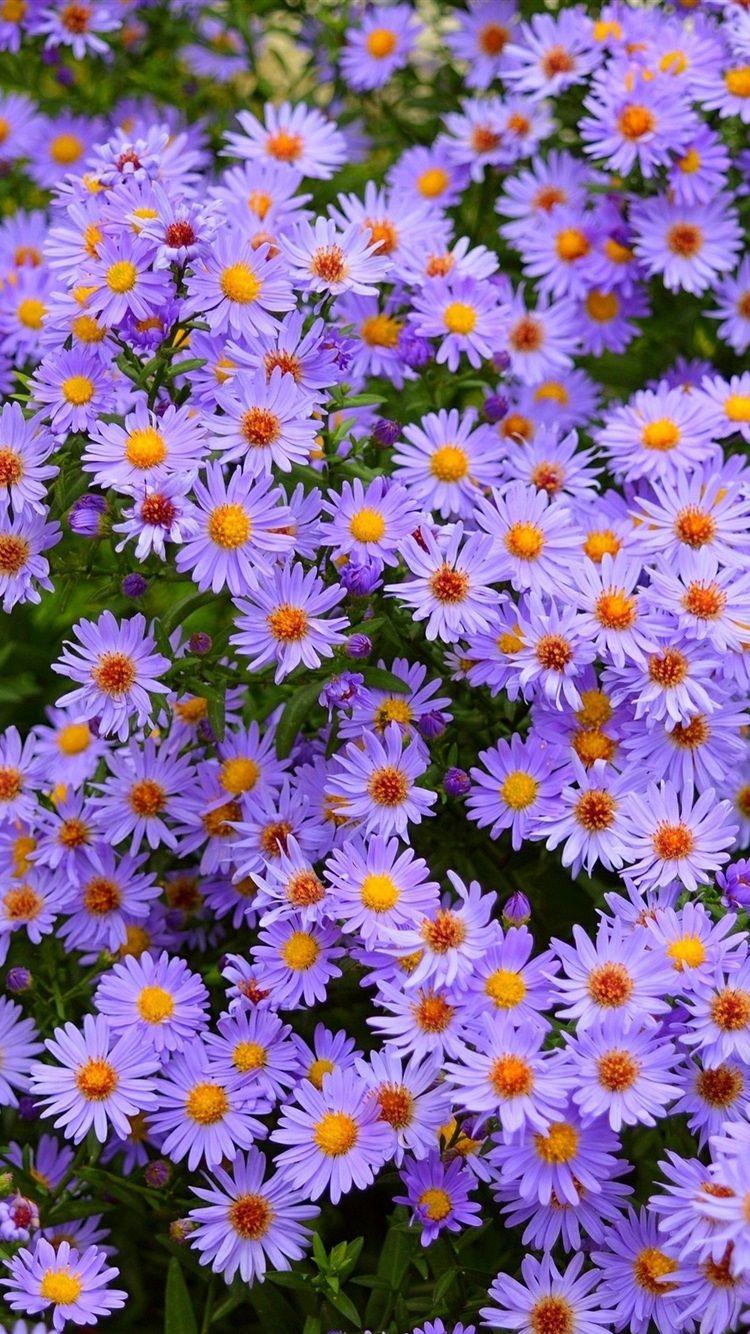 Daisy iPhone Wallpapers - Top Free Daisy iPhone Backgrounds ...