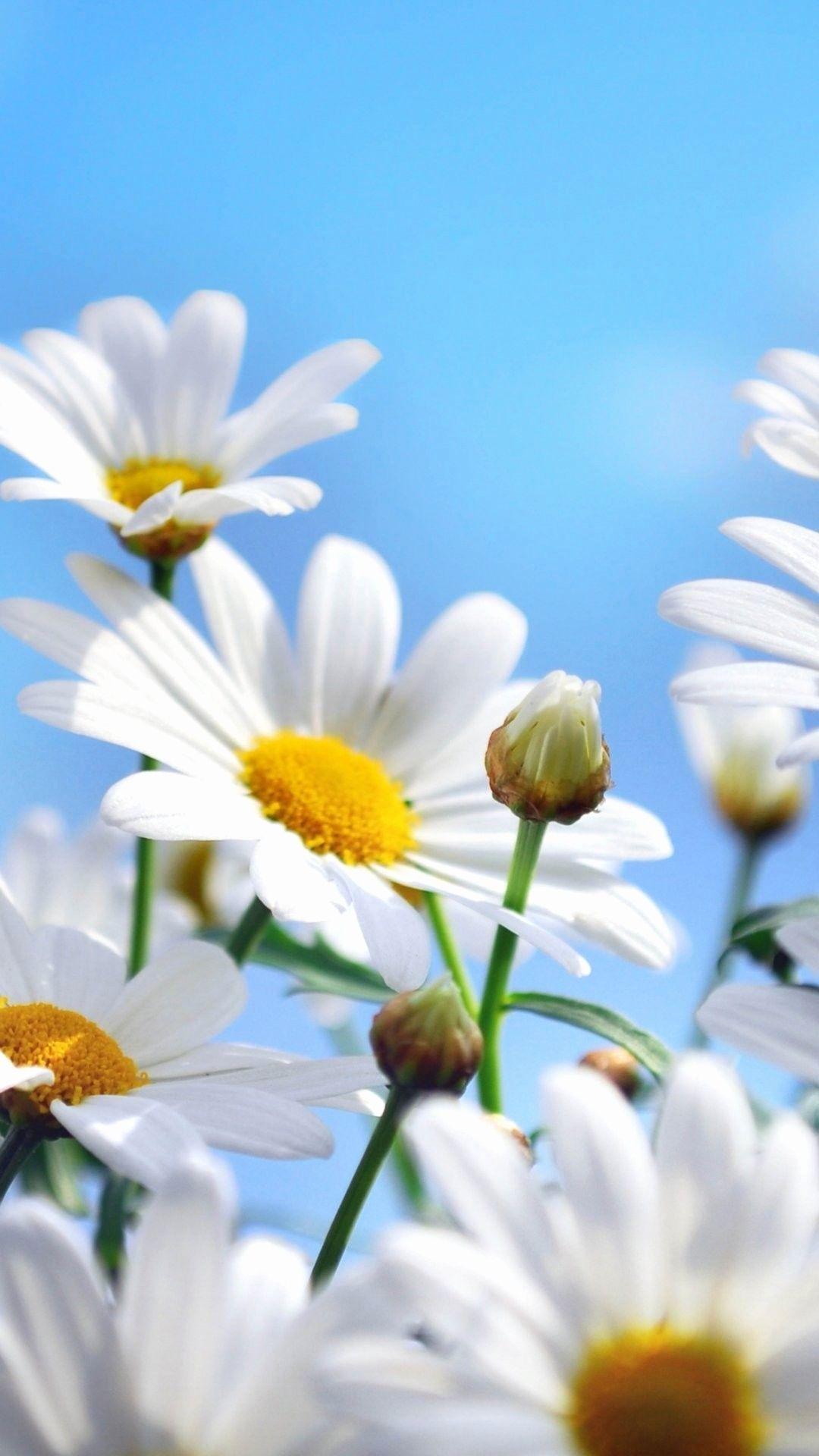 White flowers daisies daisy nature HD phone wallpaper  Peakpx