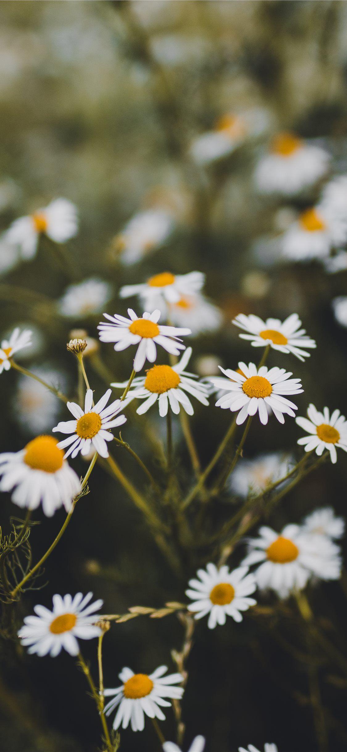 Daisy iPhone Wallpapers Top Free Daisy iPhone Backgrounds