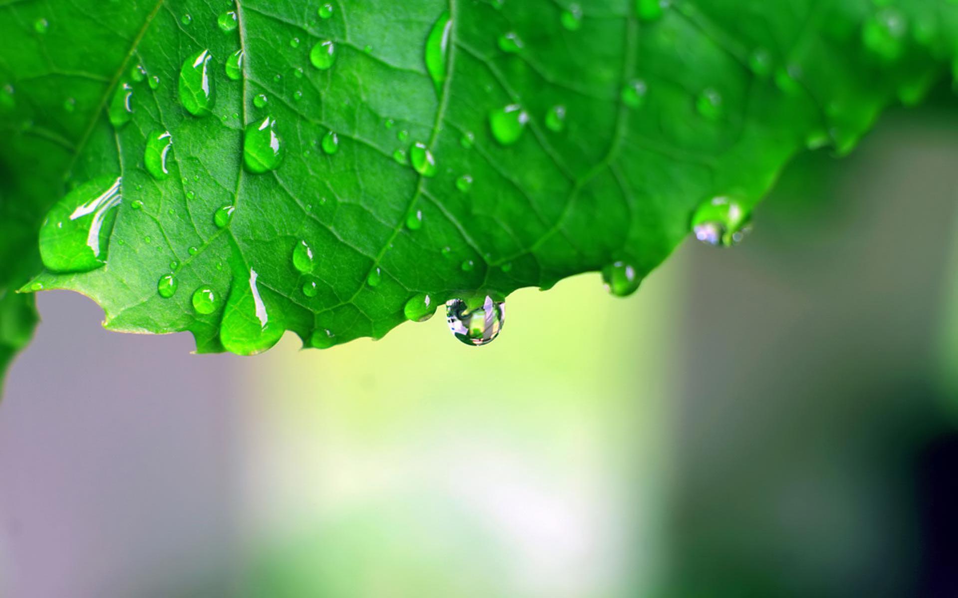 1920x1200 Monsoon Leaf HD desktop wallpaper : Widescreen : High Definition