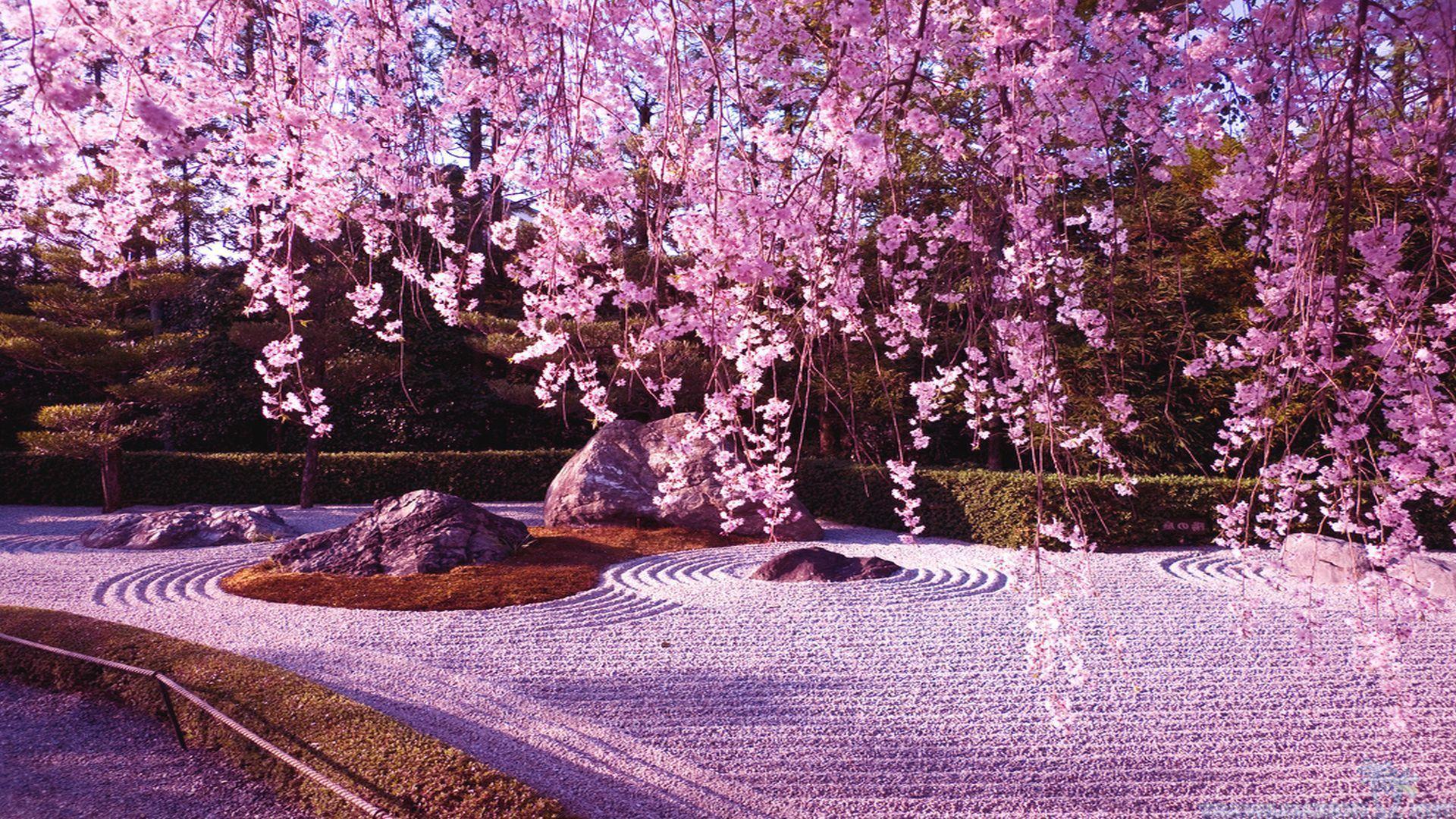 japanese cherry blossom garden wallpaper