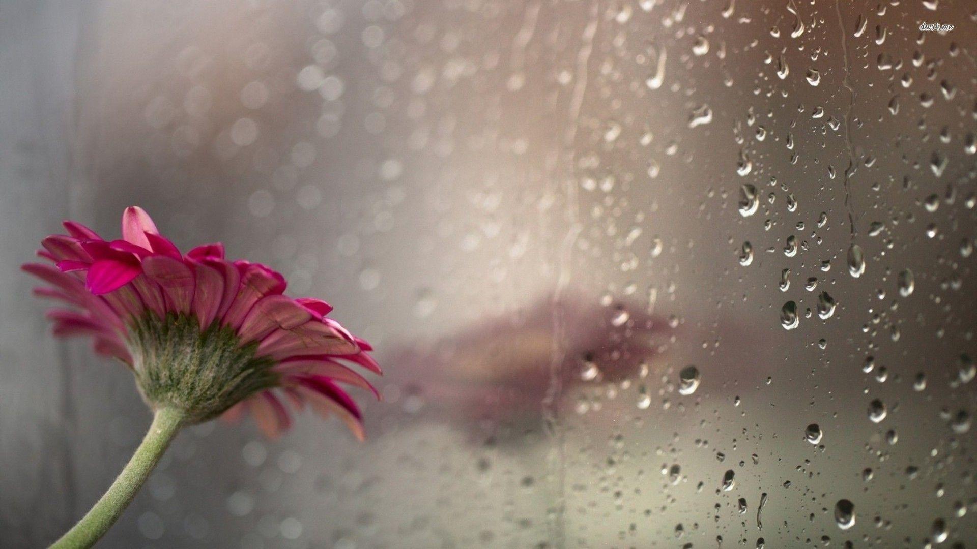 1920x1080 Rainy Season Hd Wallpaper Free