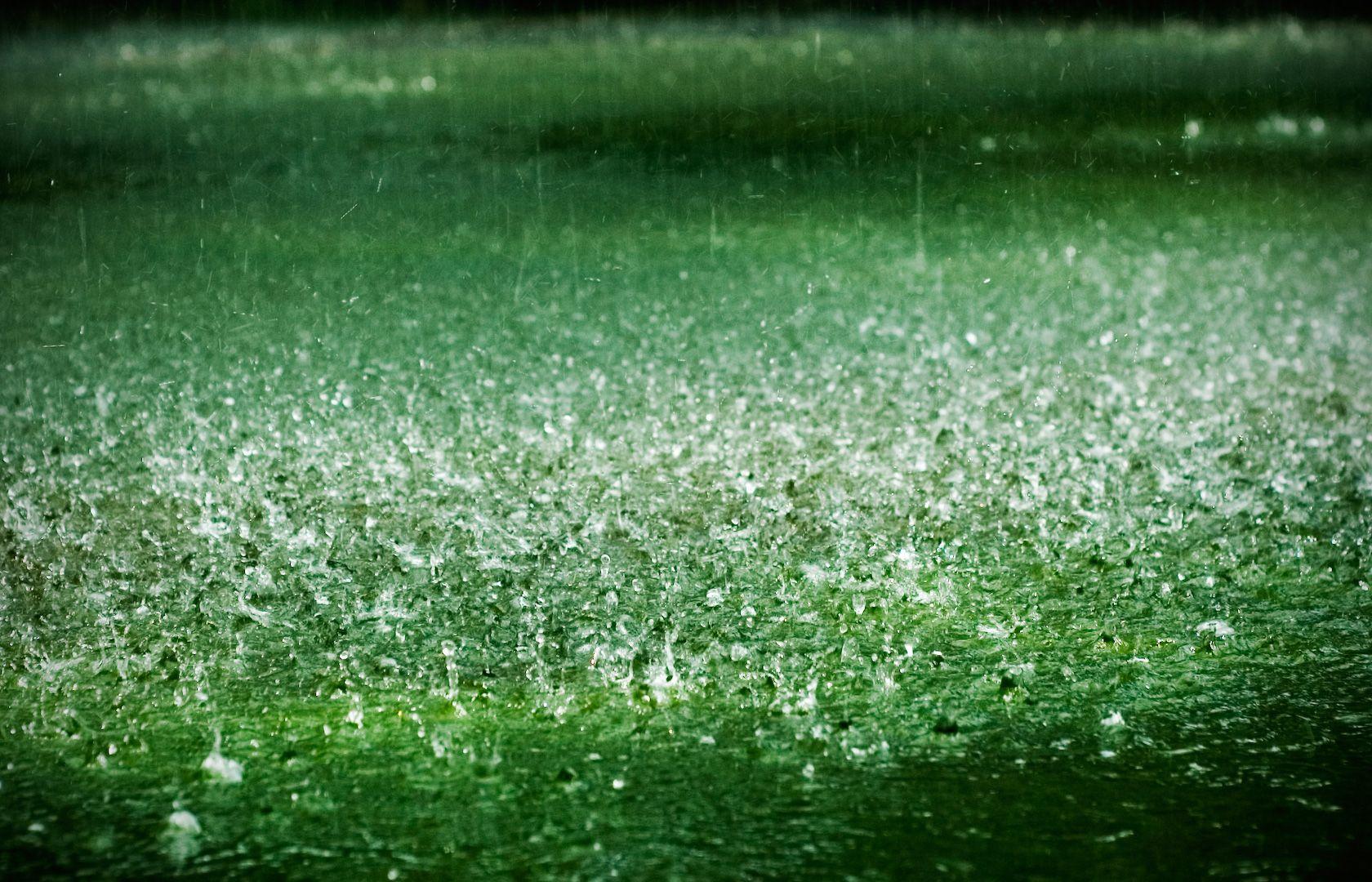 1680x1080 Rainy Grass Of Rainy Season In Bangladesh