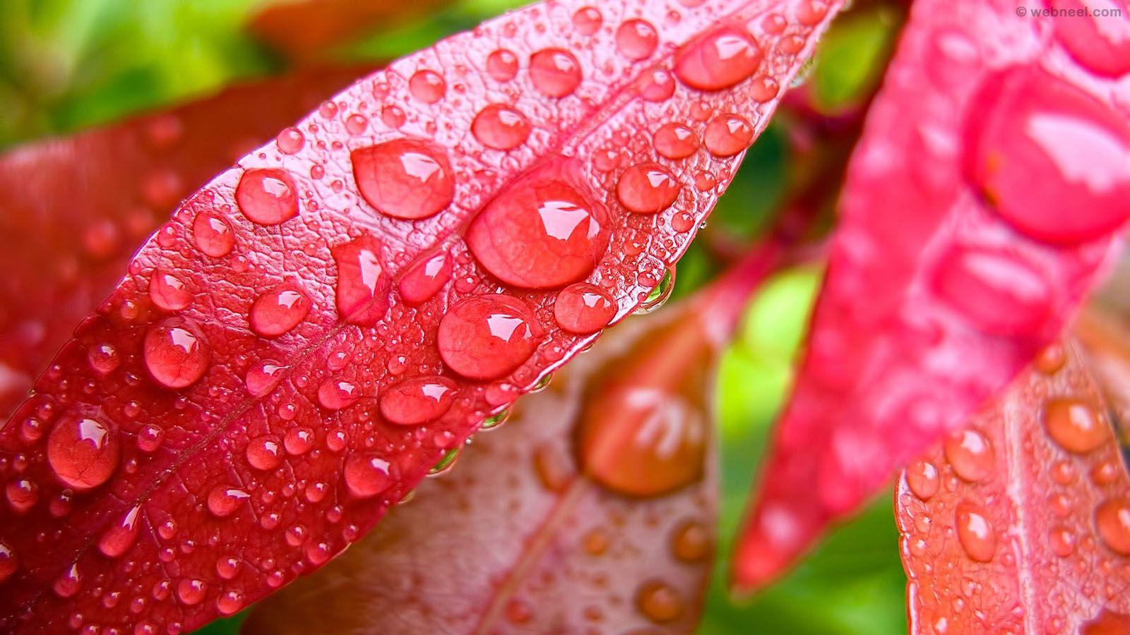 1600x900 Beautiful Rain Wallpaper for your desktop mobile and tablet