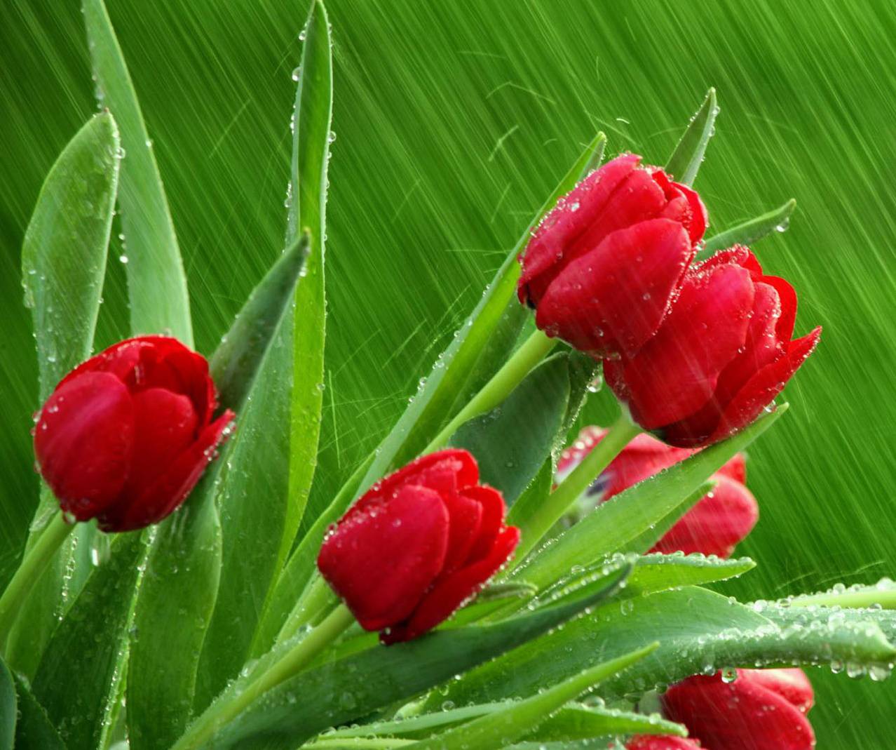 1278x1069 Rainy Season wallpaper