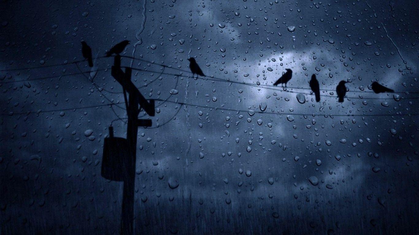 1366x768 Download 1366x768 Rain, Crows, Weather Wallpaper for Laptop