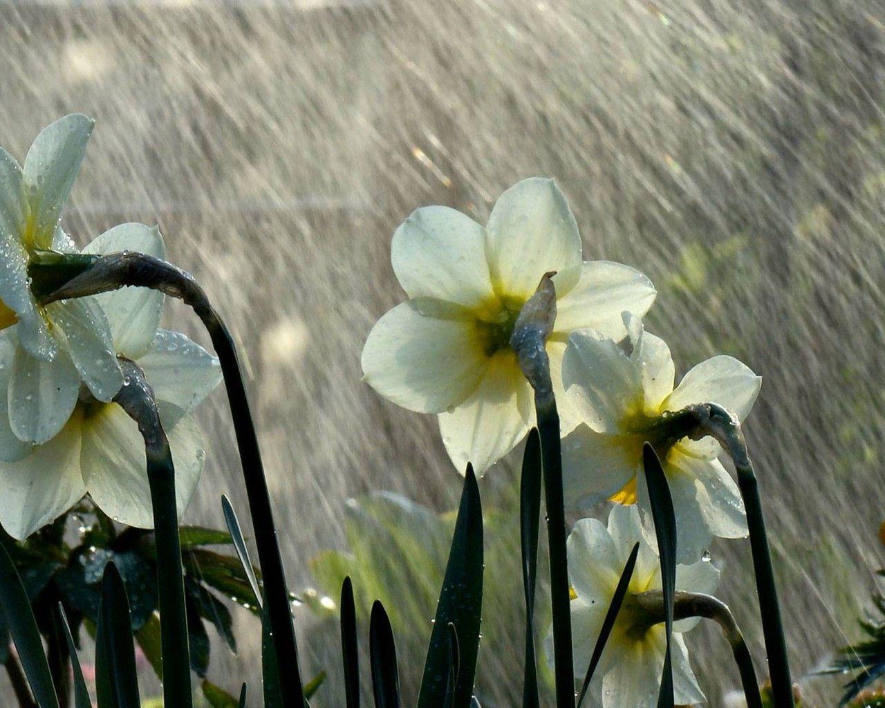 1280x1024 Awesome Rainy Wallpaper :