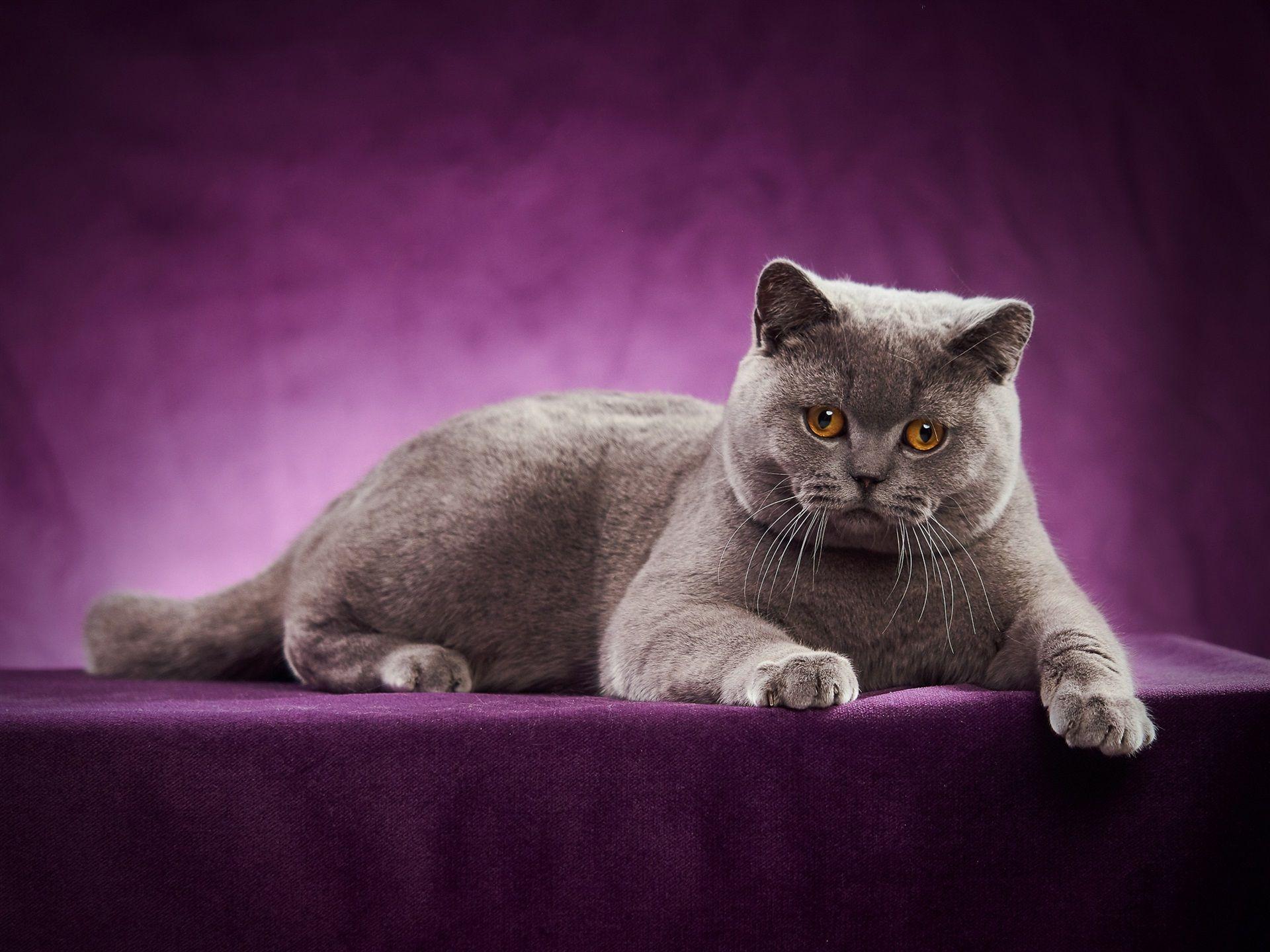 British Shorthair Wallpapers - Top Free British Shorthair Backgrounds