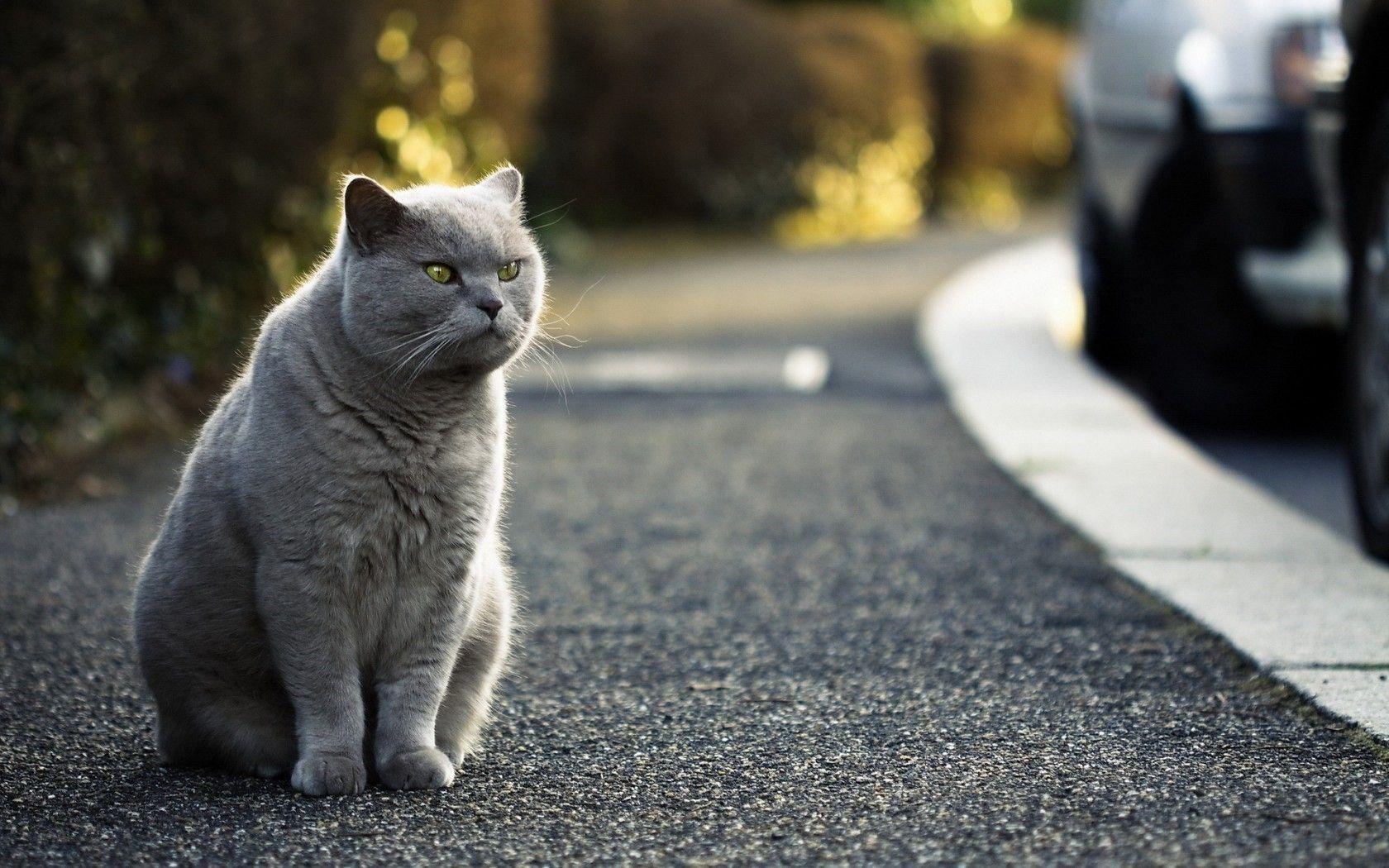 British Shorthair Wallpapers - Top Free British Shorthair Backgrounds