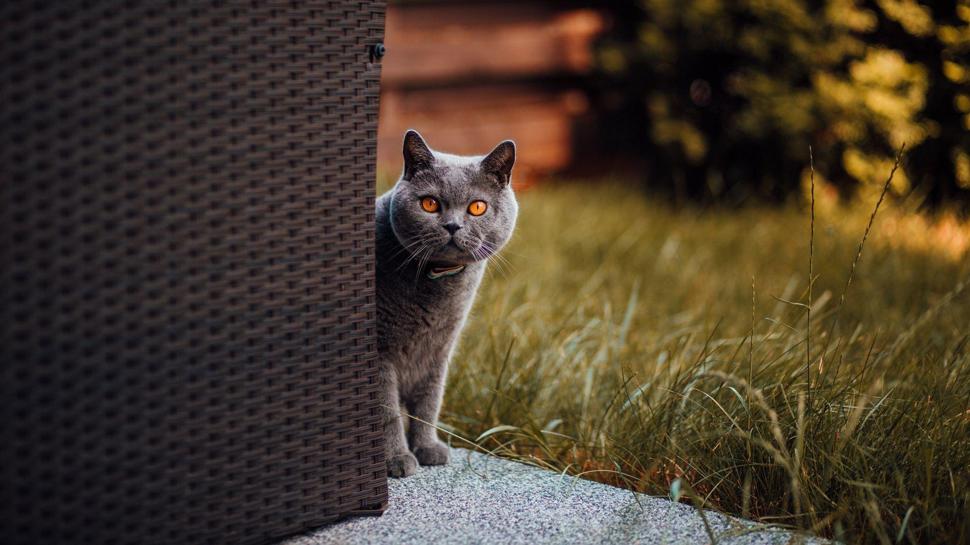 1920x1080 Download wallpaper 1920x1080 cat, british shorthair, look out