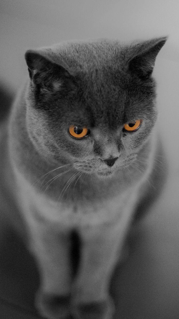 British Shorthair Wallpapers Top Free British Shorthair Backgrounds Wallpaperaccess 