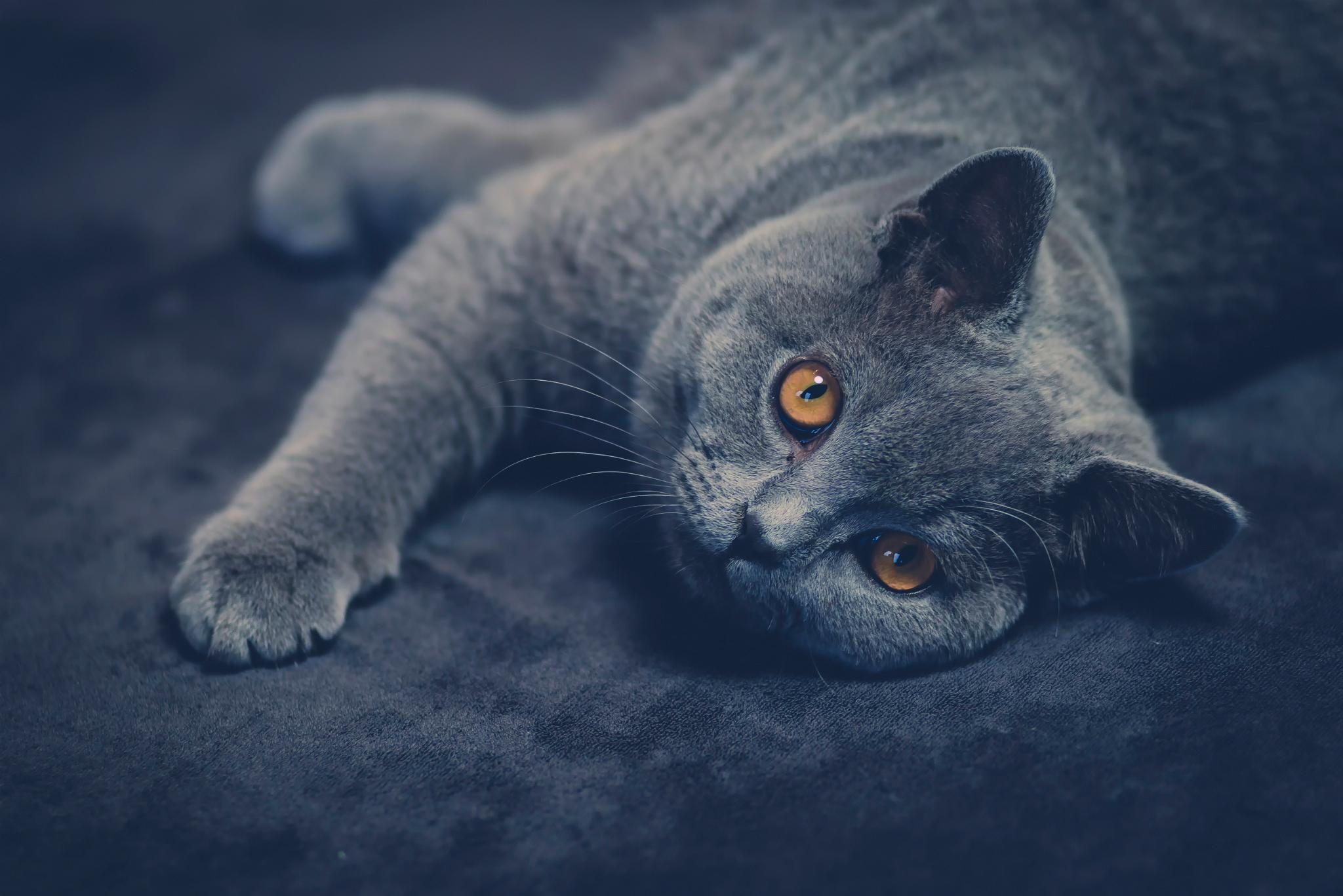 2048x1367 British Shorthair Wallpaper HD Download