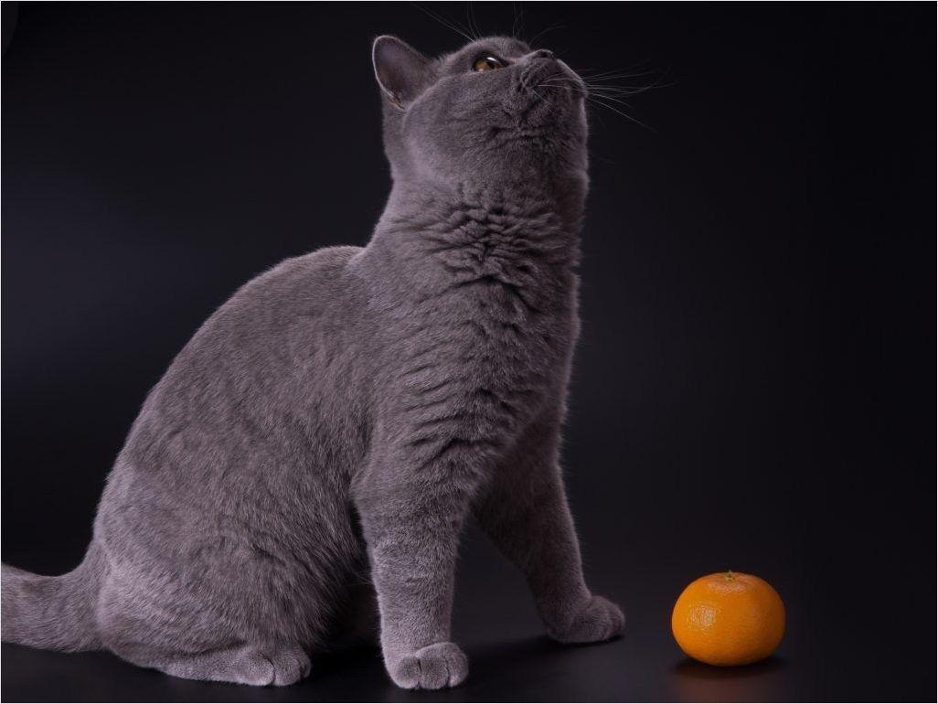 1026x770 British Shorthair Blue