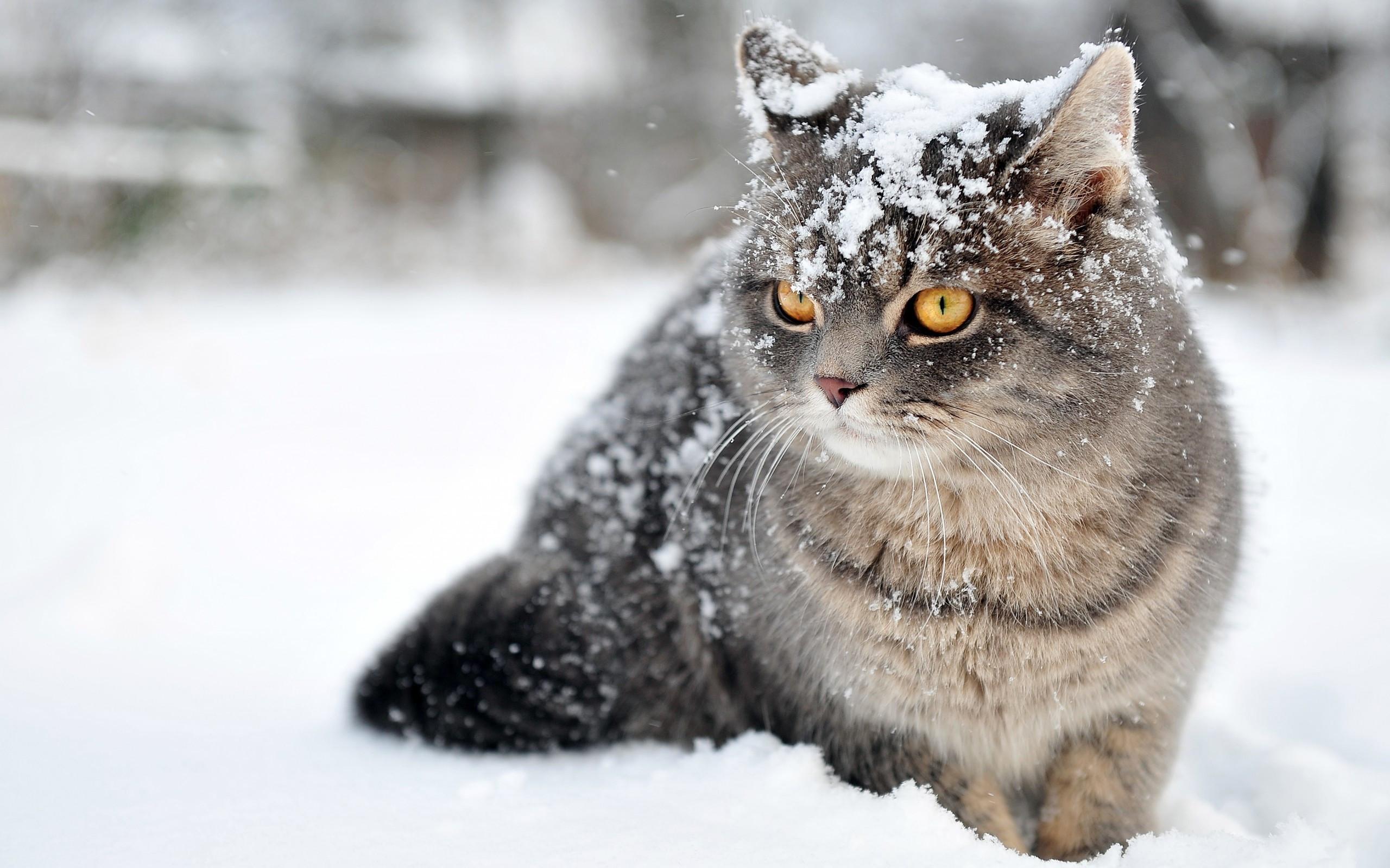 2560x1600 British Shorthair (Sitting, Snow, Eyes) HD Cat Wallpaper