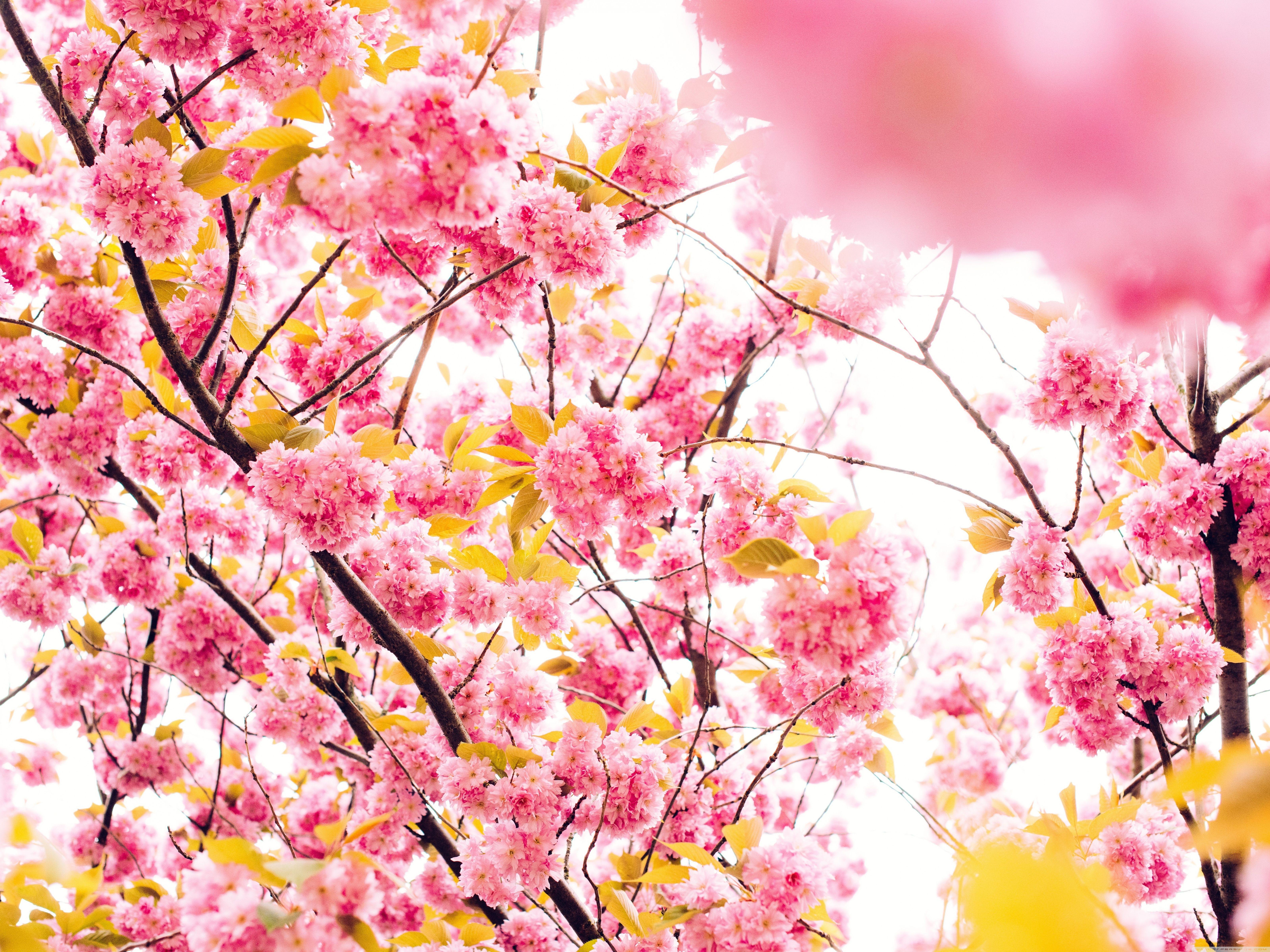 Japanese Cherry Blossom Tree Wallpapers - Top Free Japanese Cherry