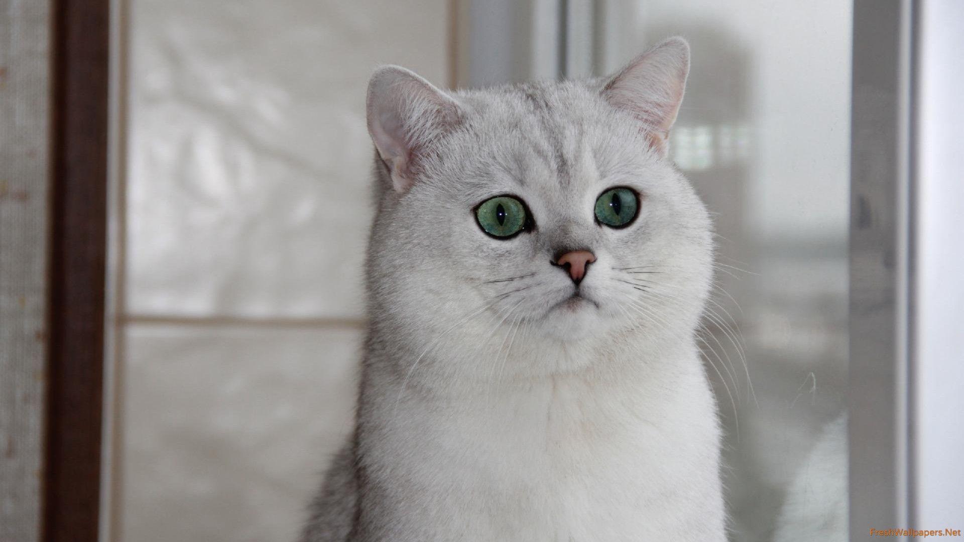 1920x1080 British Shorthair wallpaper