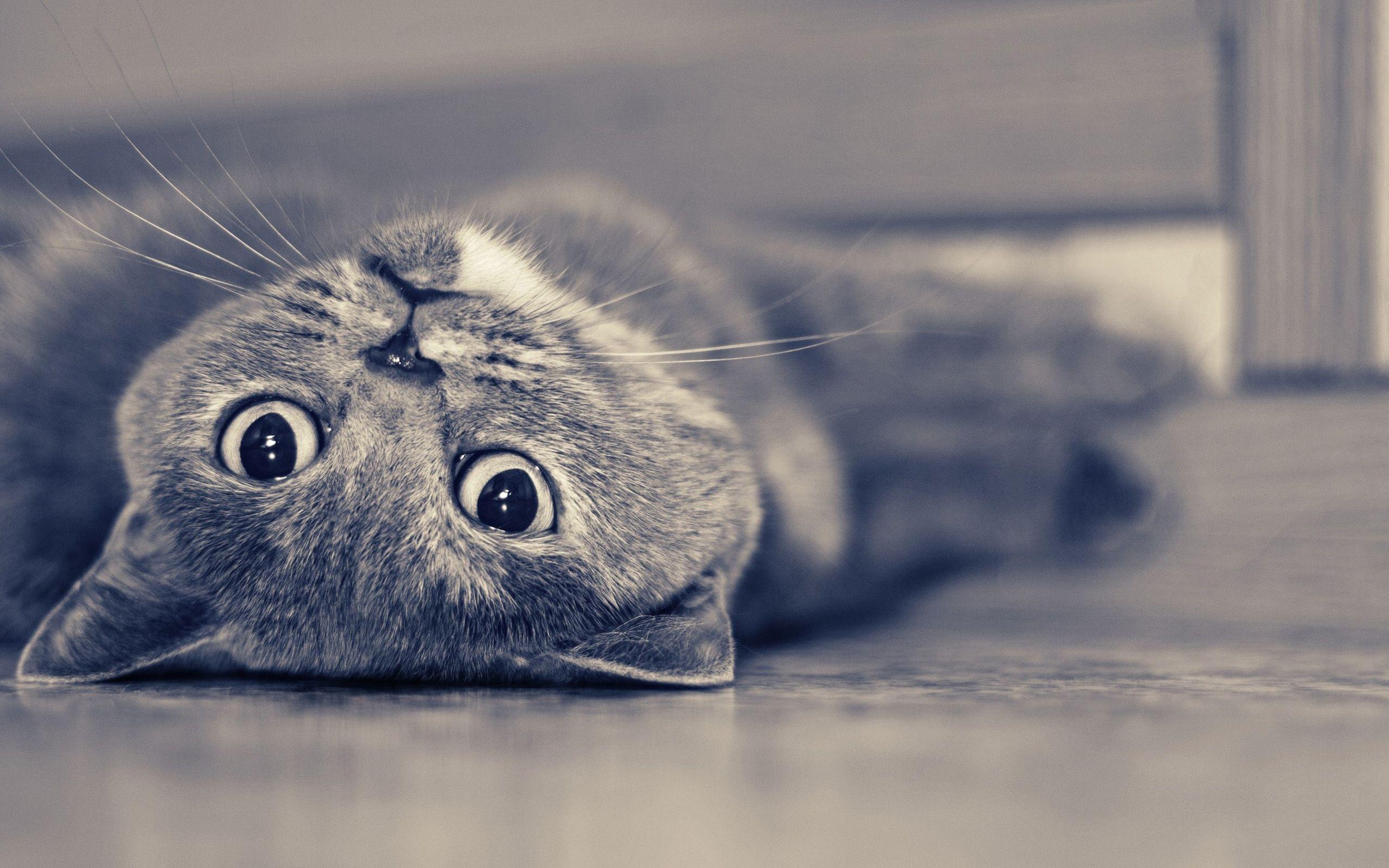 2560x1600 Lying British Shorthair photo and wallpaper. Beautiful Lying