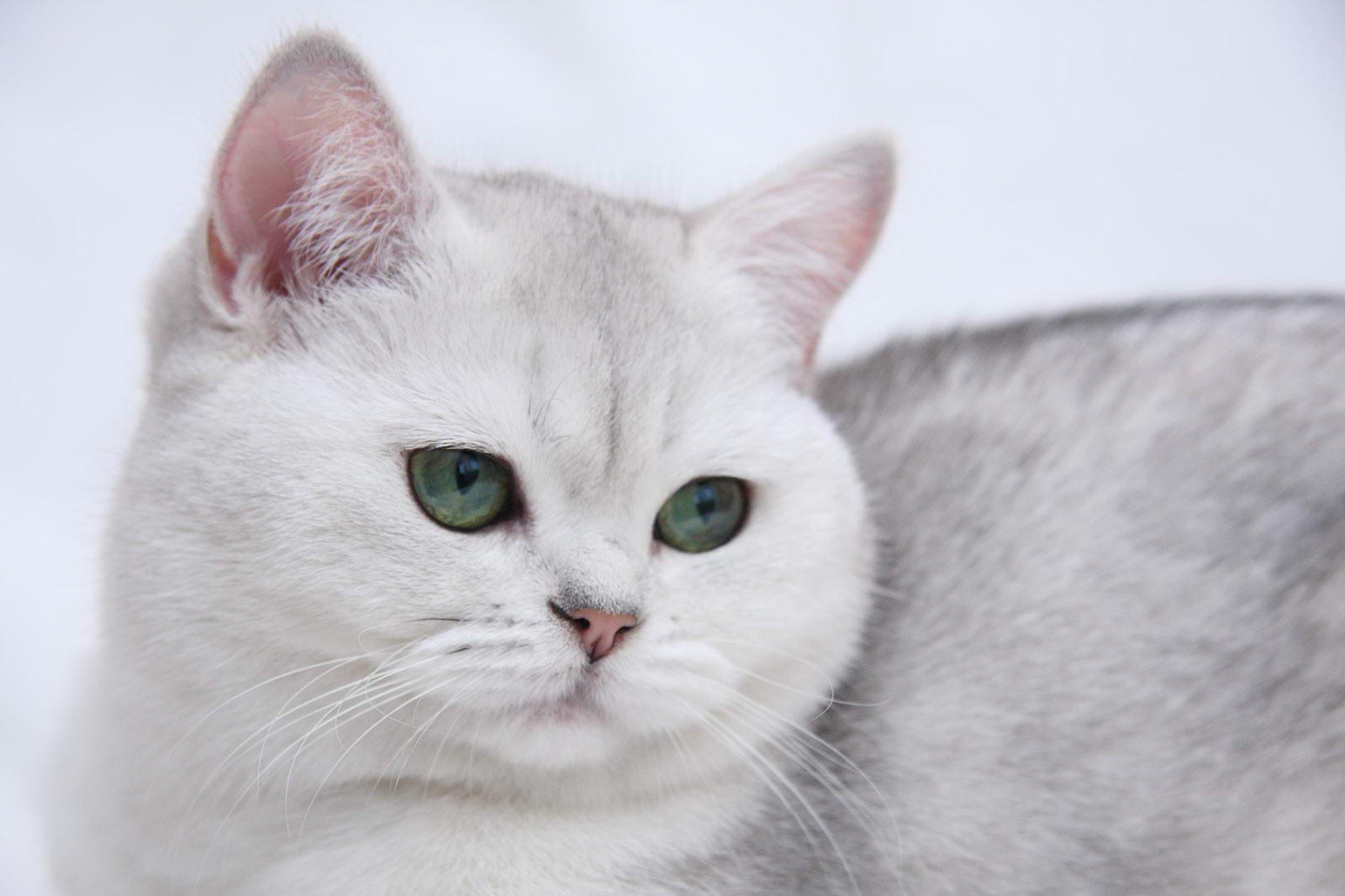 1600x1067 White British Shorthair photo and wallpaper. Beautiful White