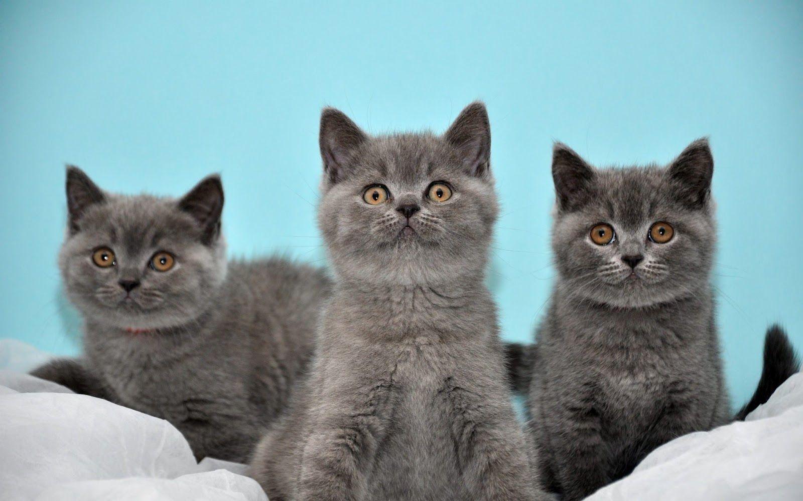 1600x1000 British Shorthair Cat Free Photo