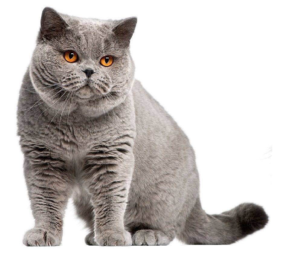 1000x846 British Shorthair, Pics, Picture, Image, Photo