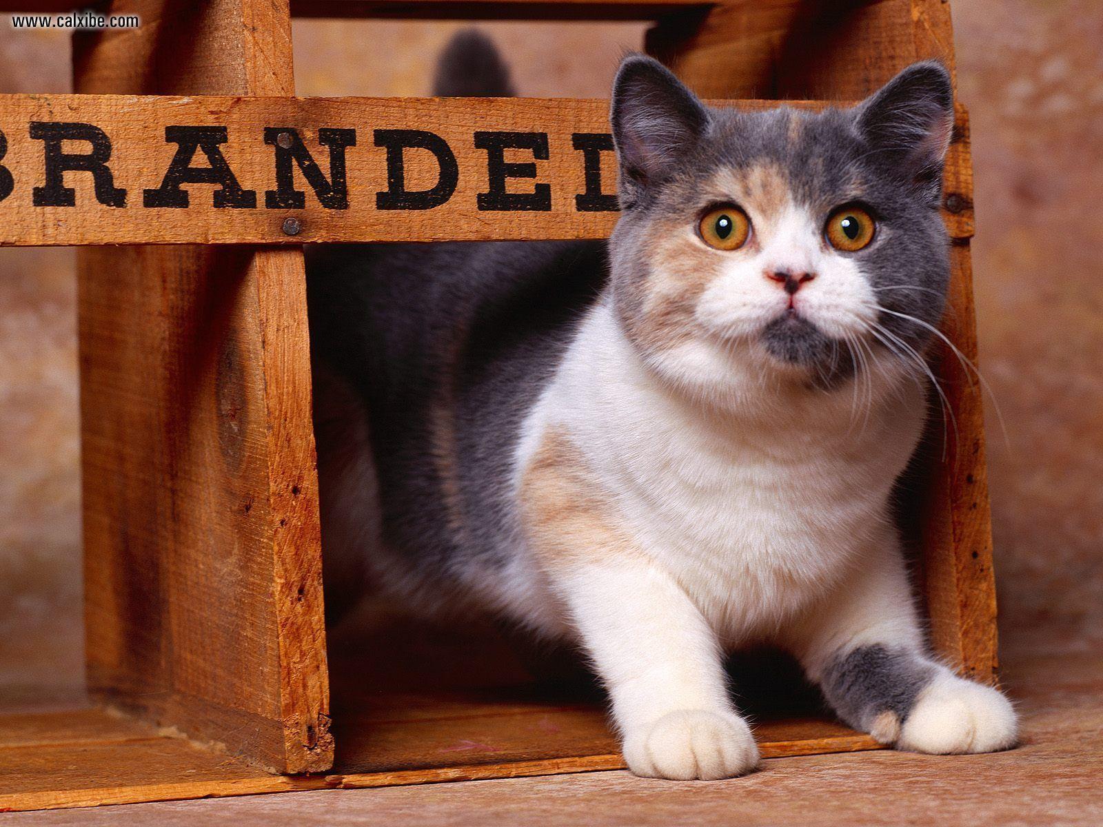 1600x1200 Animals: British Shorthair Dilute Calico, desktop wallpaper nr. 14235