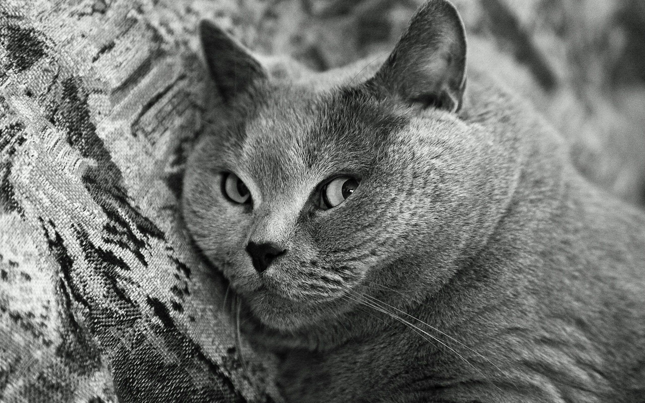 2560x1600 Wallpaper British Shorthair, Cat desktop wallpaper Aircrafts