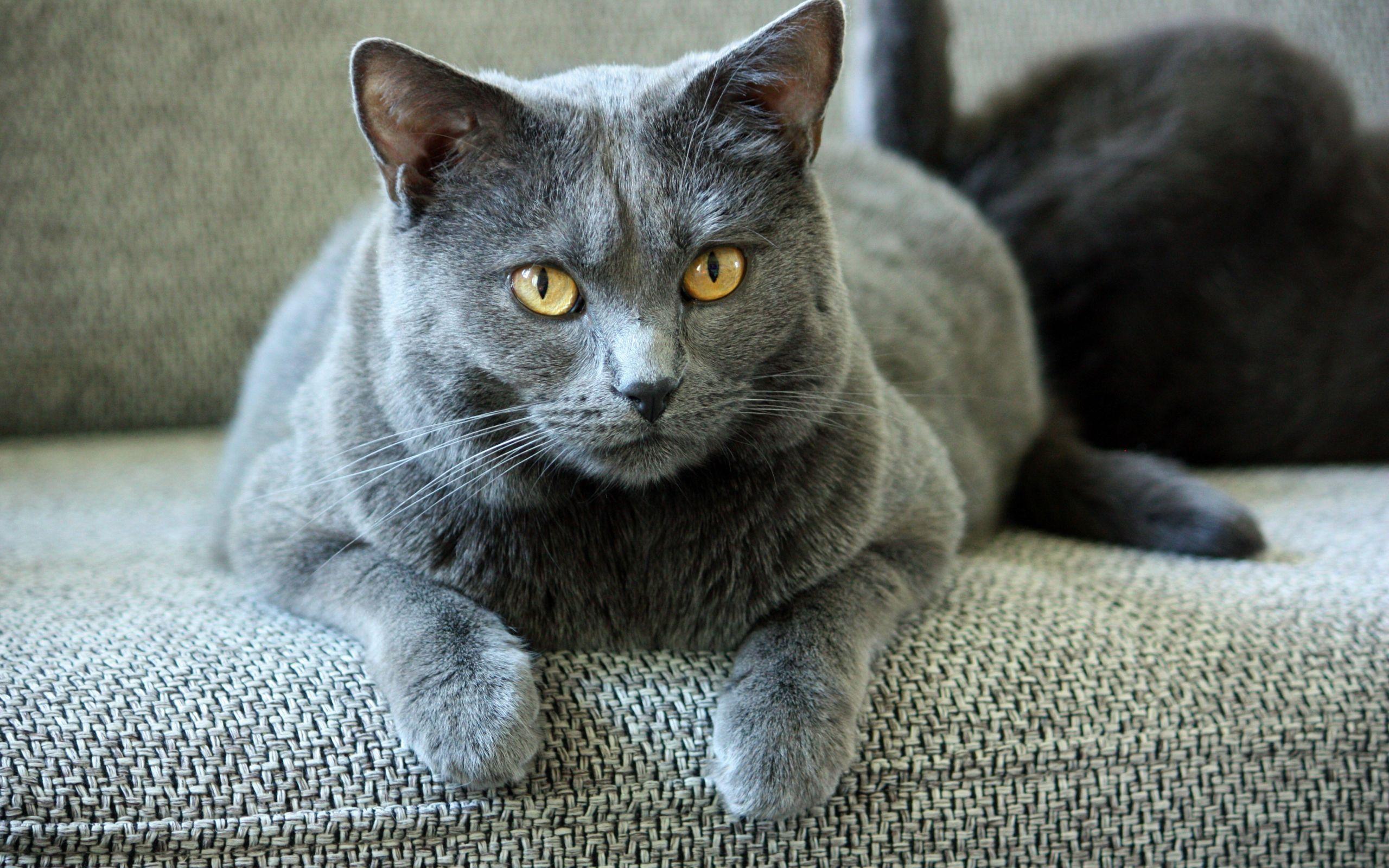 2560x1600 Download 2560x1600 wallpaper british shorthair, curious, animal