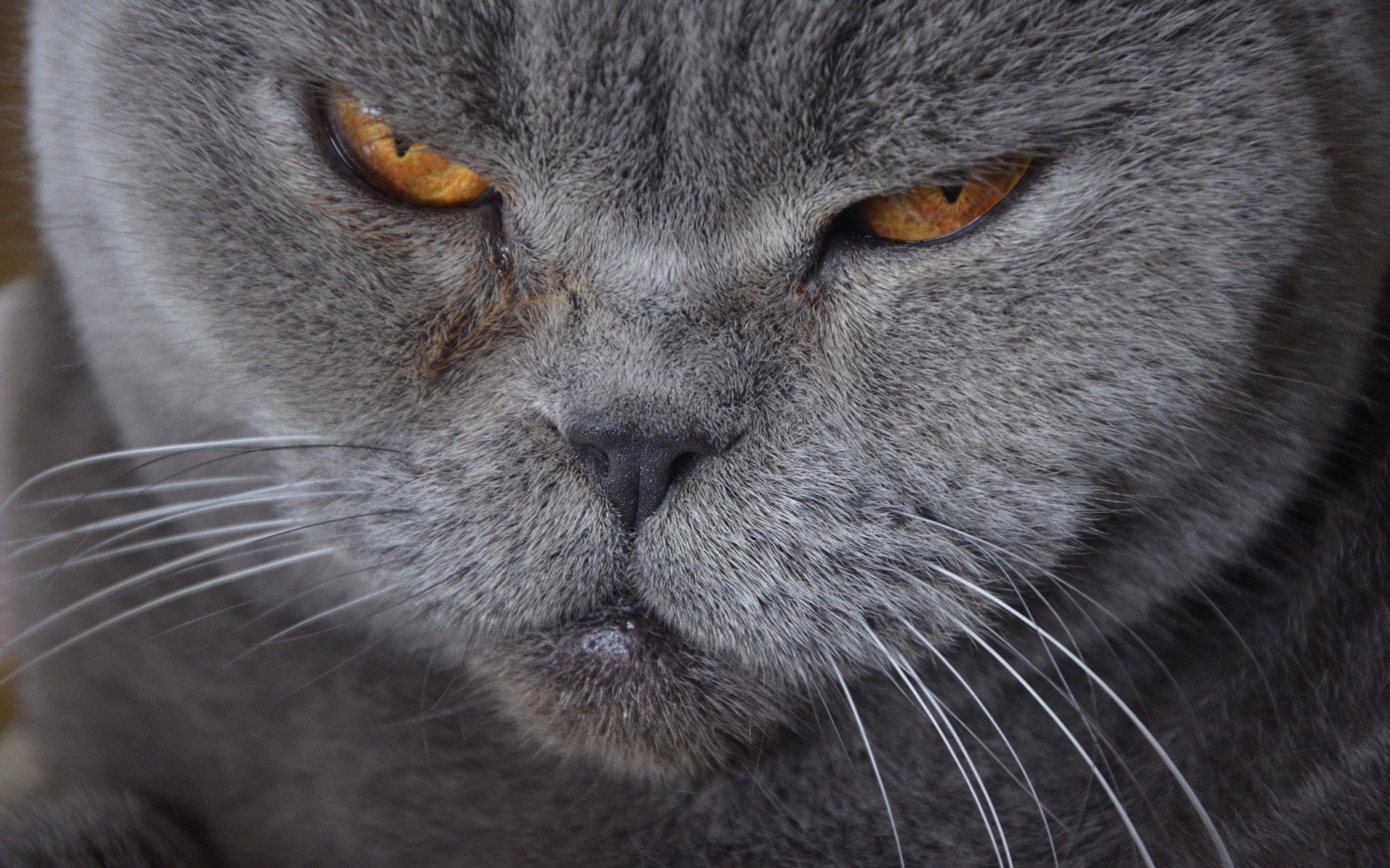 2880x1800 Download 2880x1800 Angry Cat, Close Up, British Shorthair, Cats