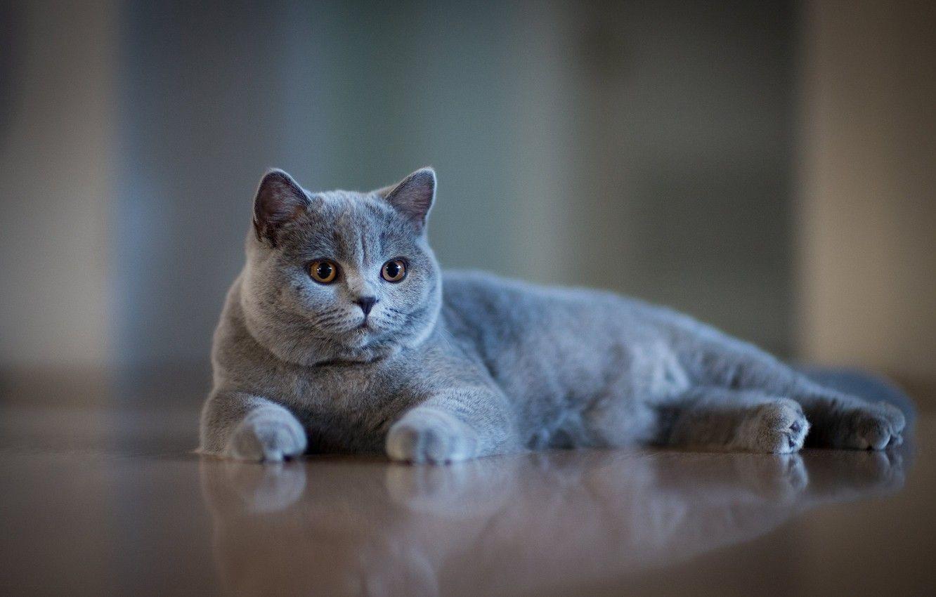 1332x850 Wallpaper muzzle, grey, bokeh, cat, British Shorthair image