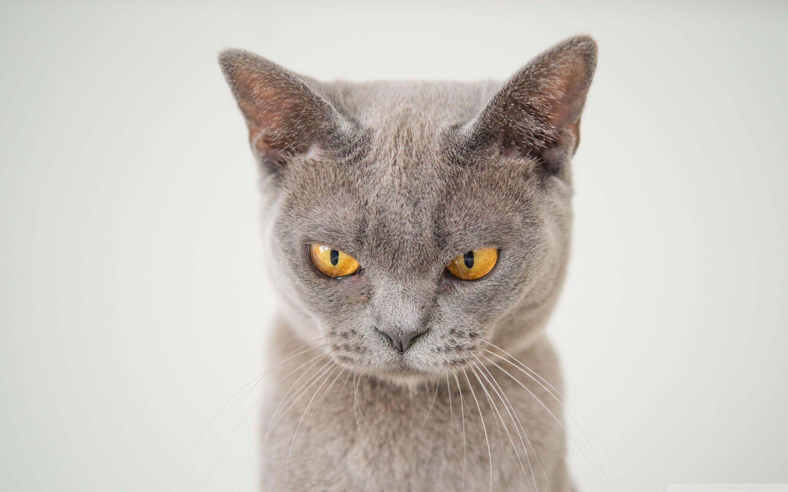 2560x1600 British Shorthair Cat Ultra HD Desktop Background Wallpaper for 4K