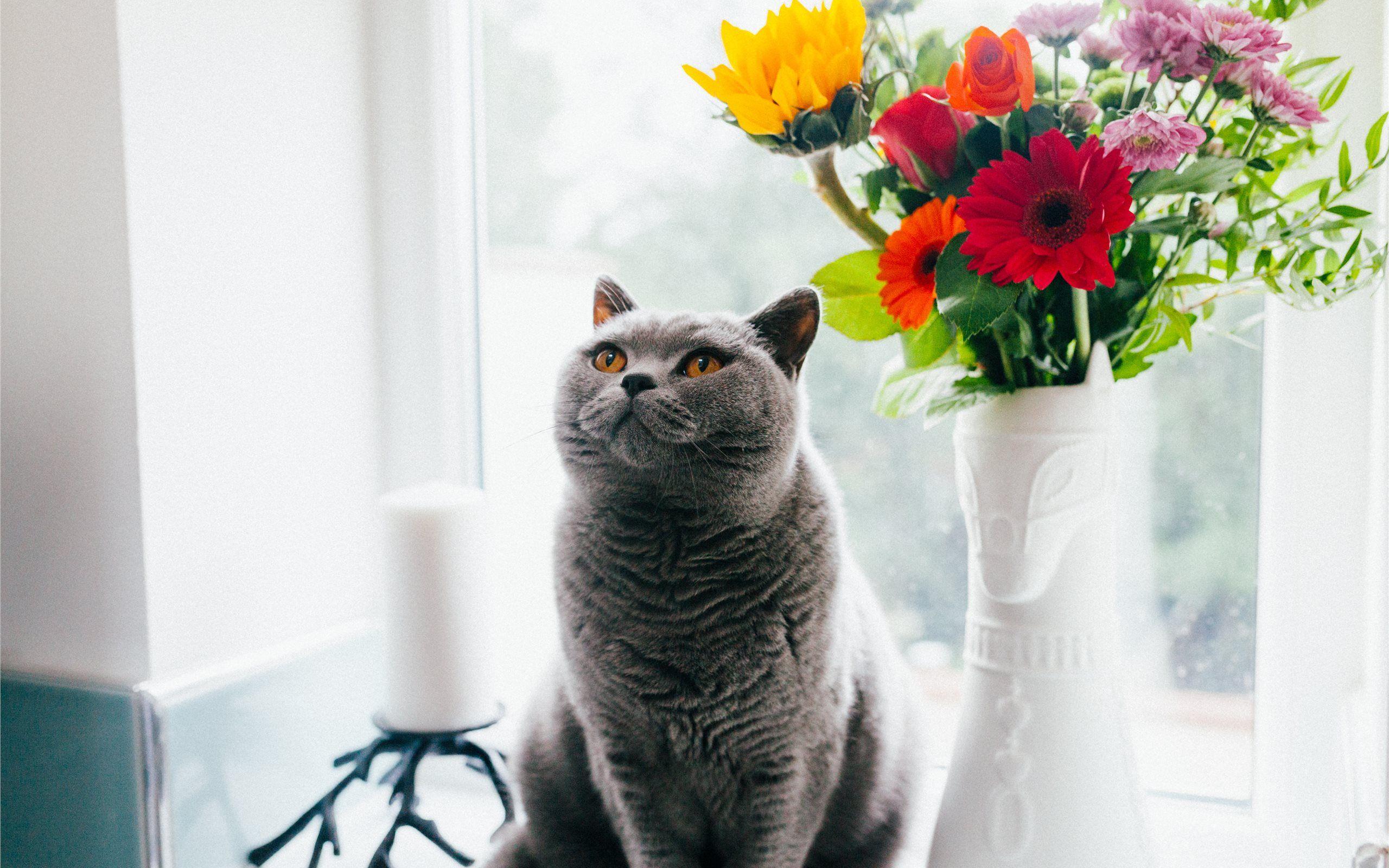 2560x1600 A British Shorthair iMac Wallpaper Download