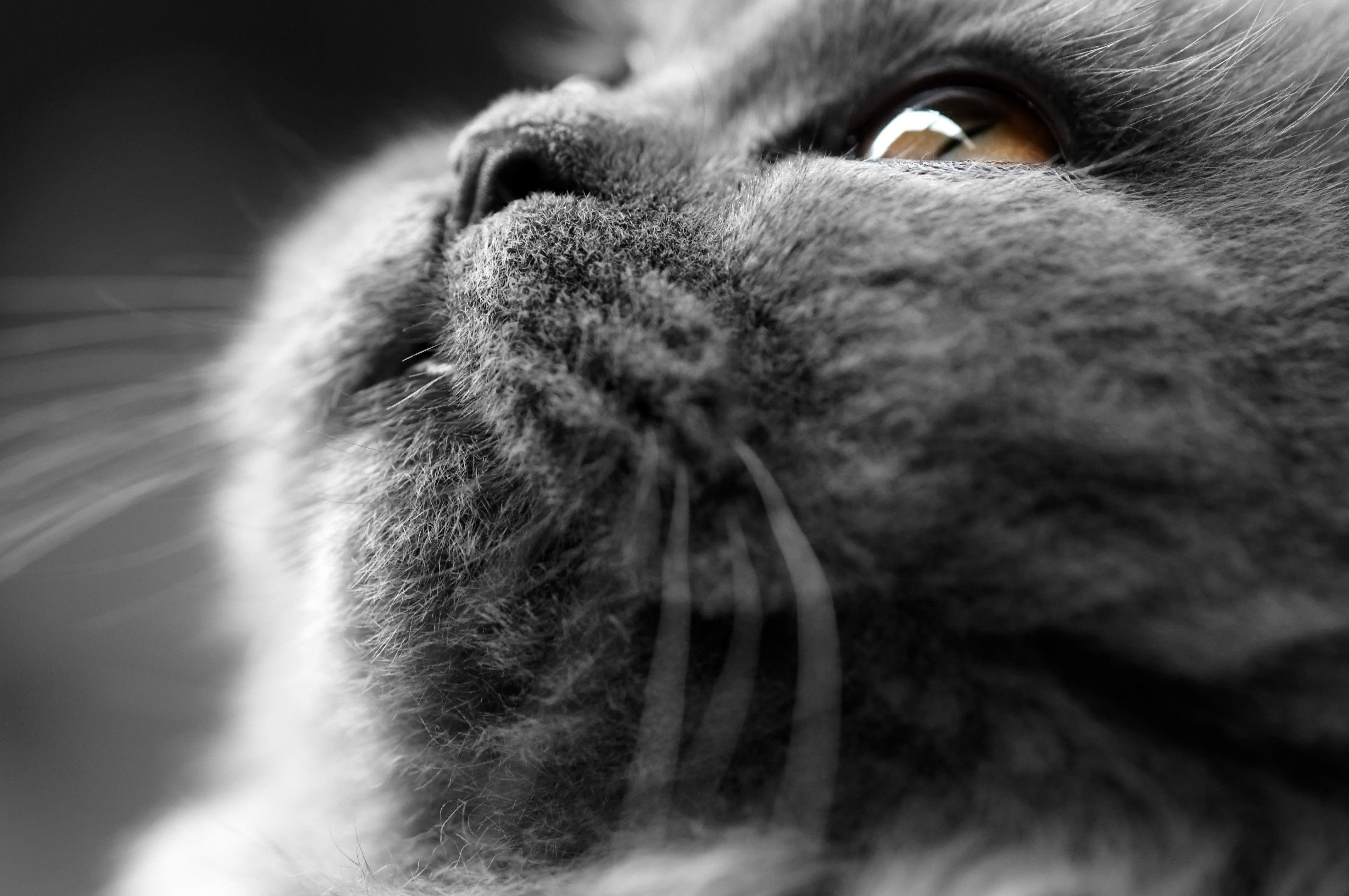 4288x2848 cats animals british shorthair 4288x2848 wallpaper High Quality
