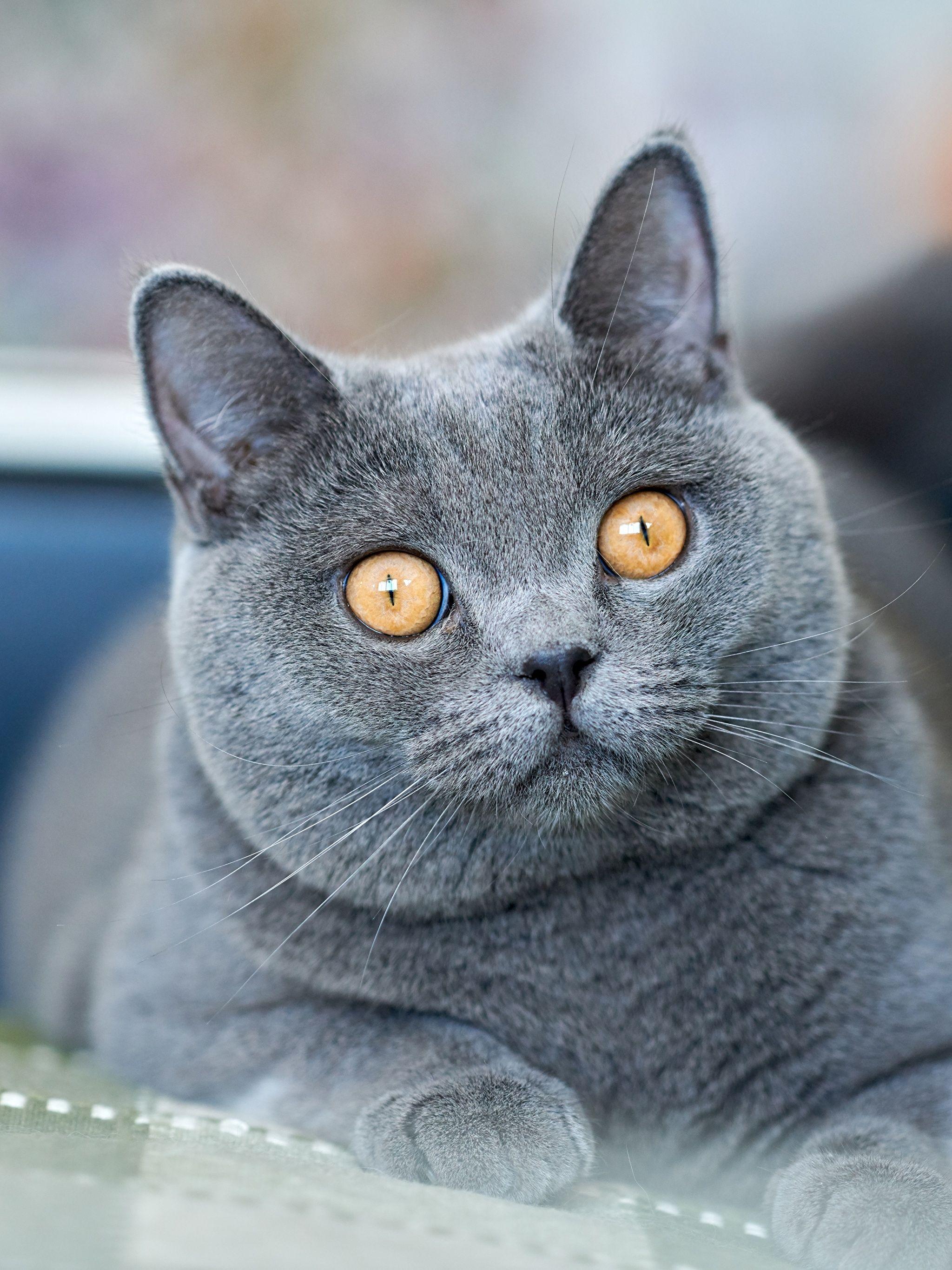 British Shorthair Wallpapers - Top Free British Shorthair Backgrounds ...