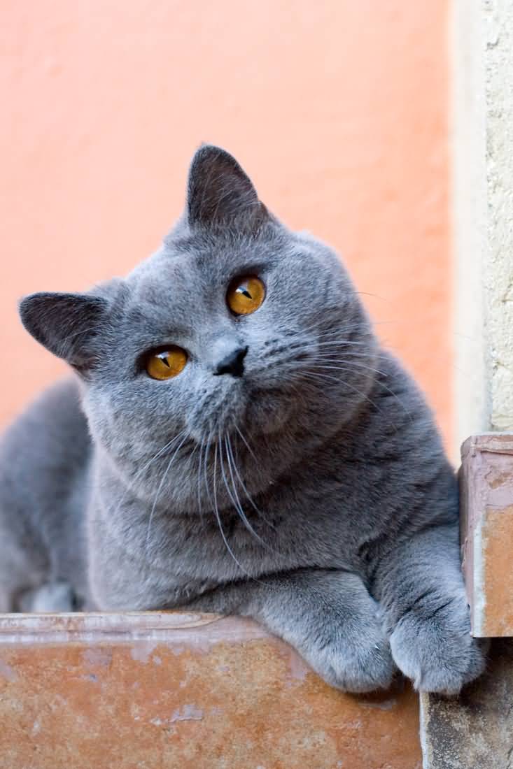733x1100 Beautiful Confused Blue British Shorthair Cat Image