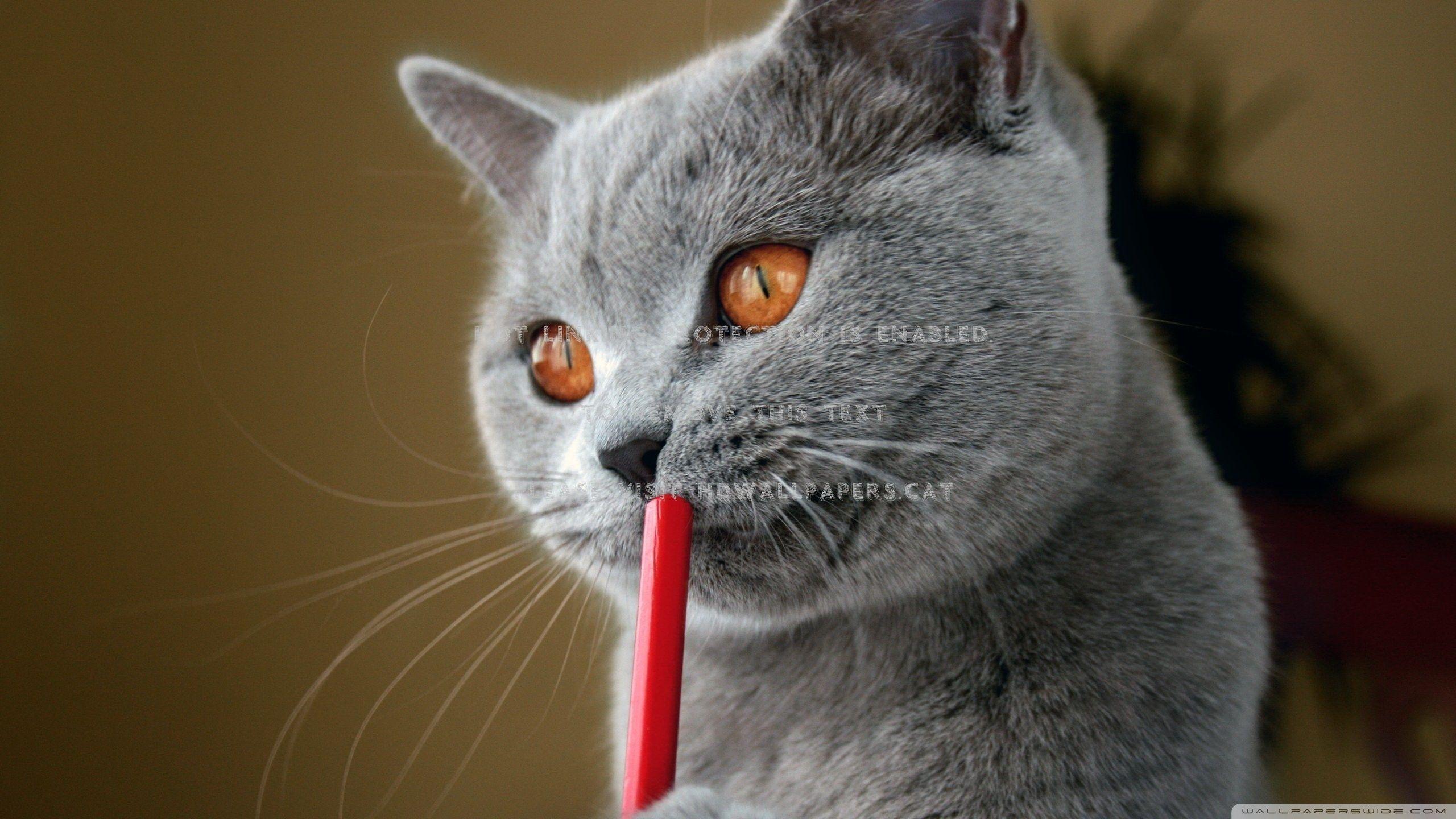 2560x1440 british shorthair blue cat animals