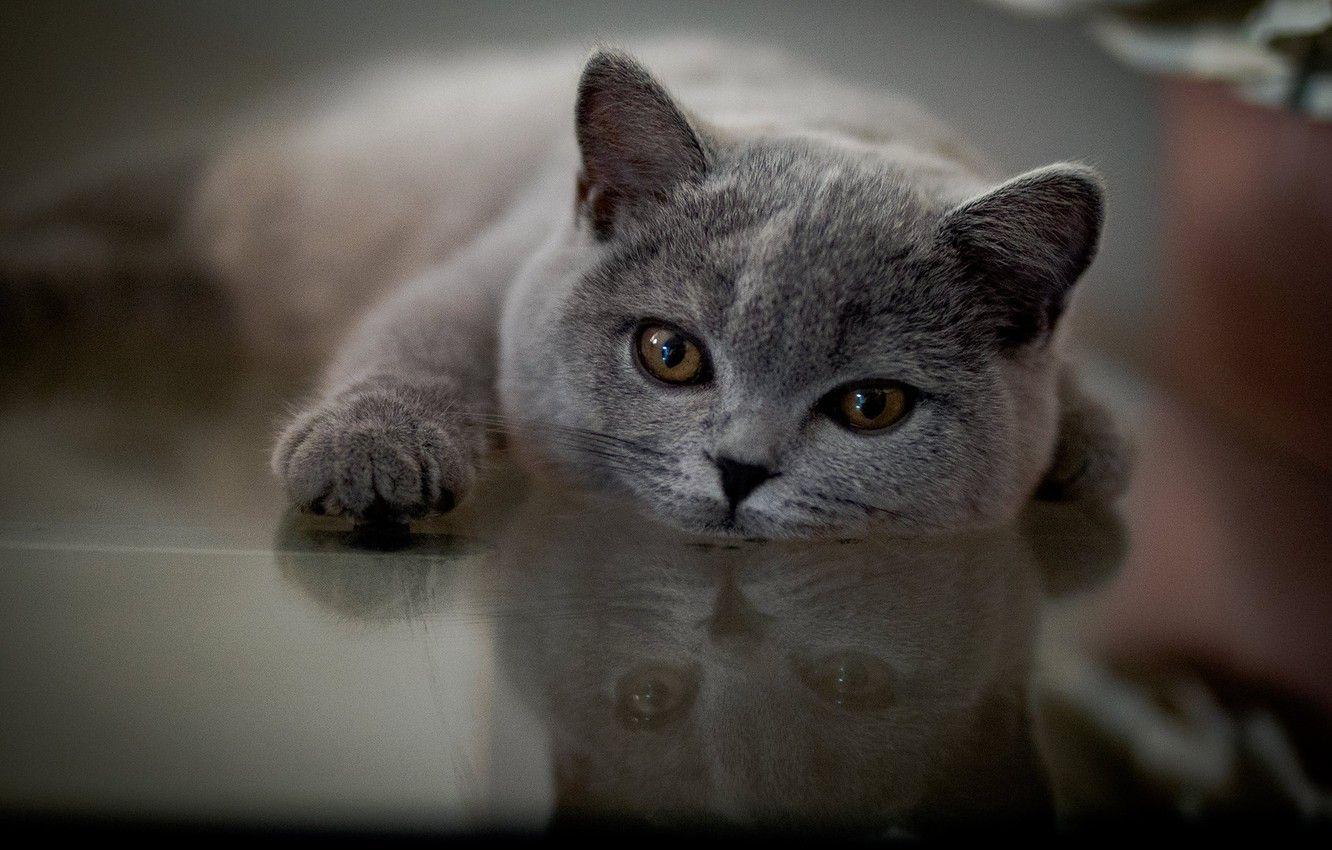 British Shorthair Wallpapers - Top Free British Shorthair Backgrounds