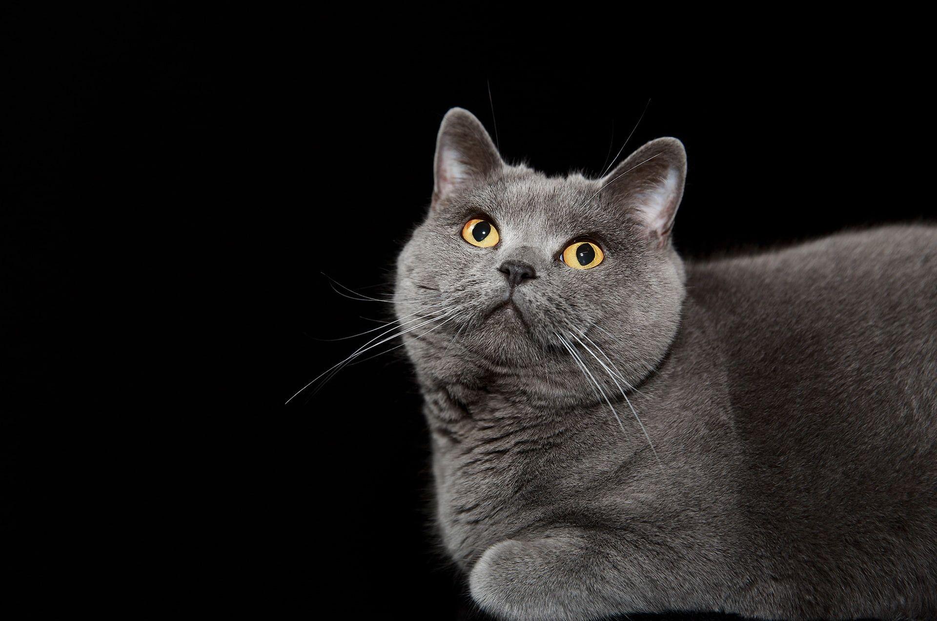 British Shorthair Wallpapers - Top Free British Shorthair Backgrounds - WallpaperAccess