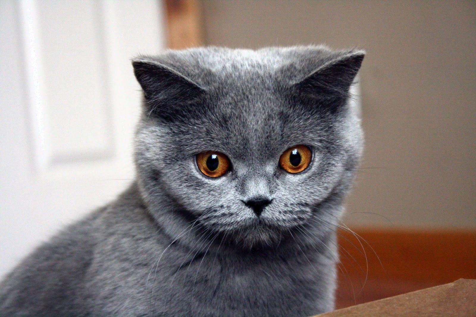 1600x1066 Russian blue cat, blue, British shorthair, cat, animals HD