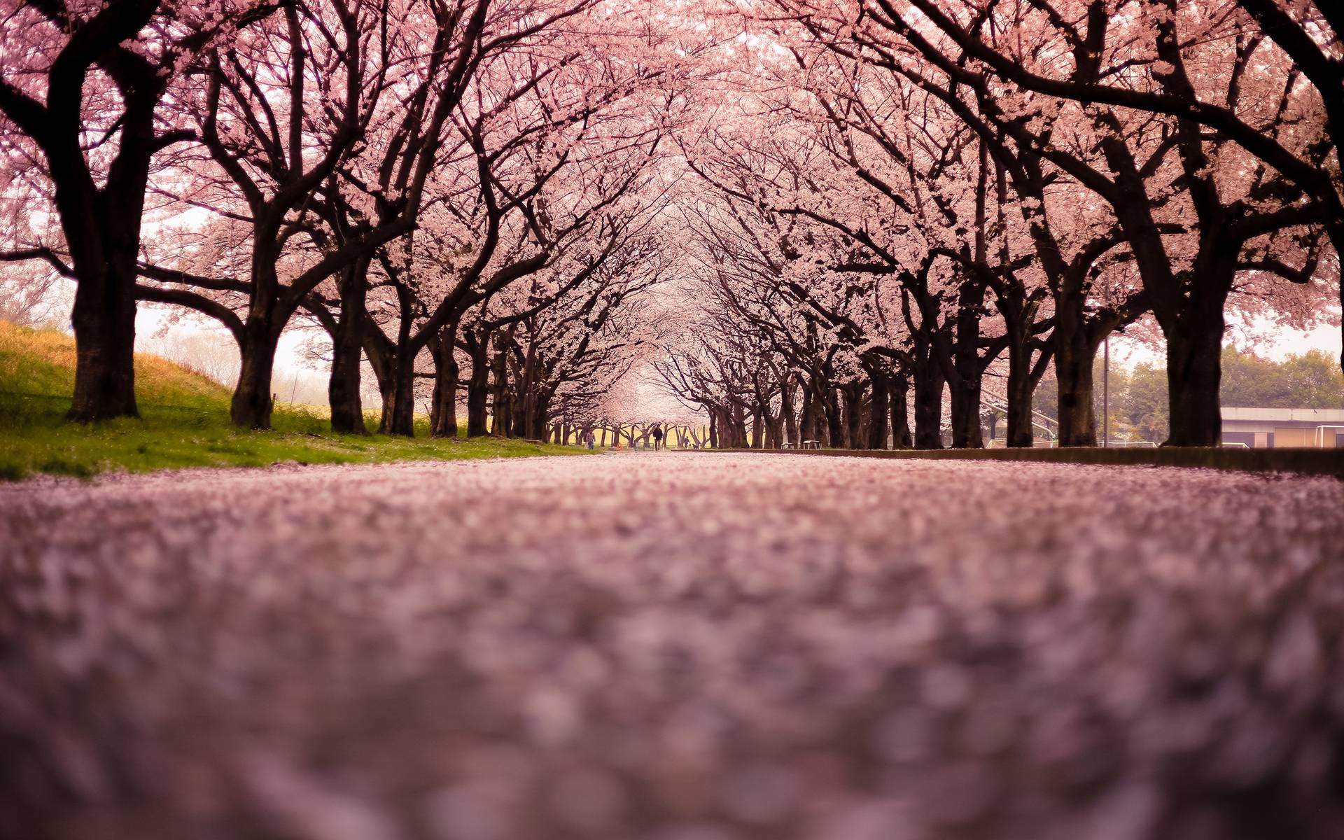 1920x1200 Cherry Blossom Tree Wallpaper Cherry Cherries 1920×1200 Cherry