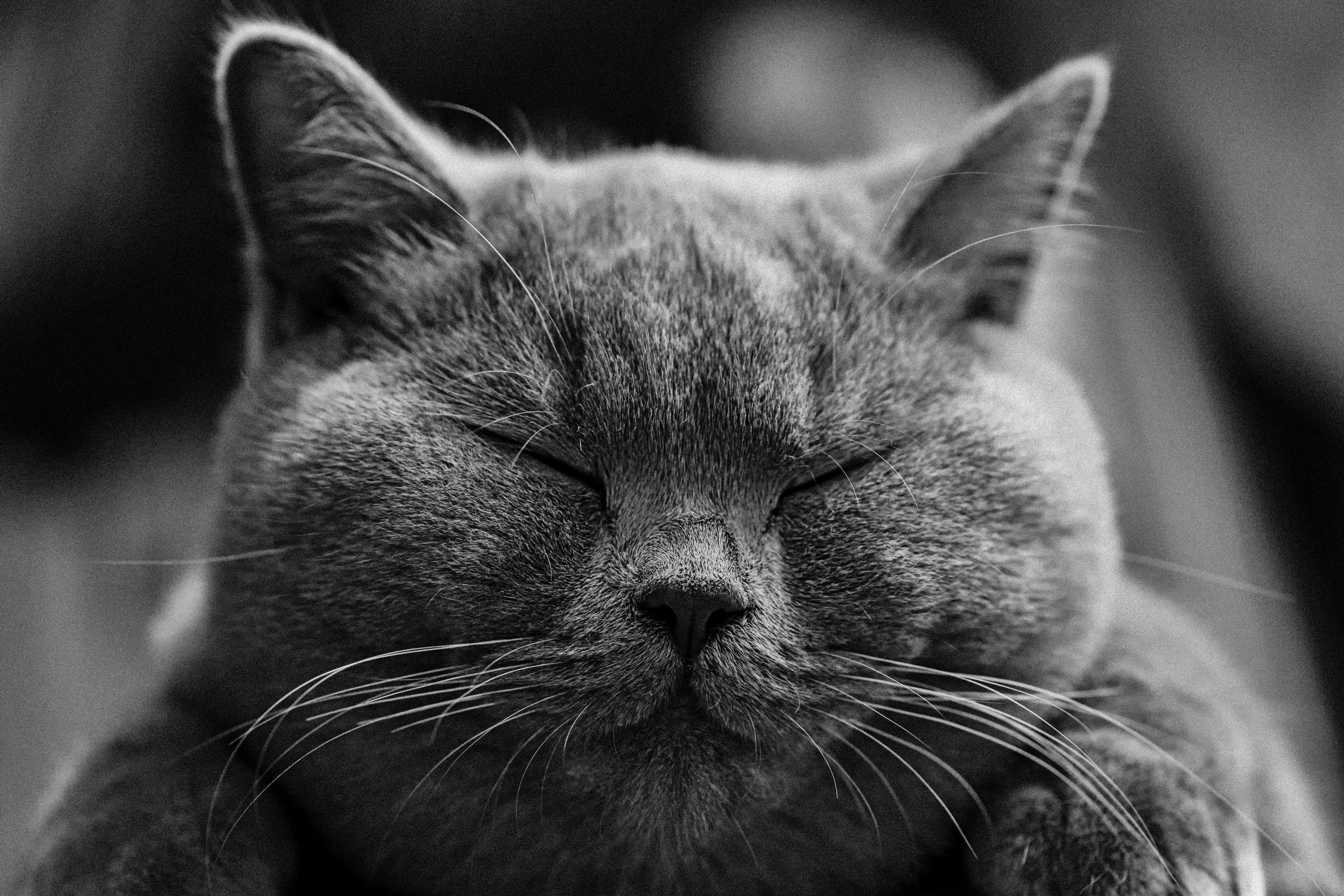 3840x2560 cat #british shorthair #bkh #adidas #pet #portrait 4k wallpaper