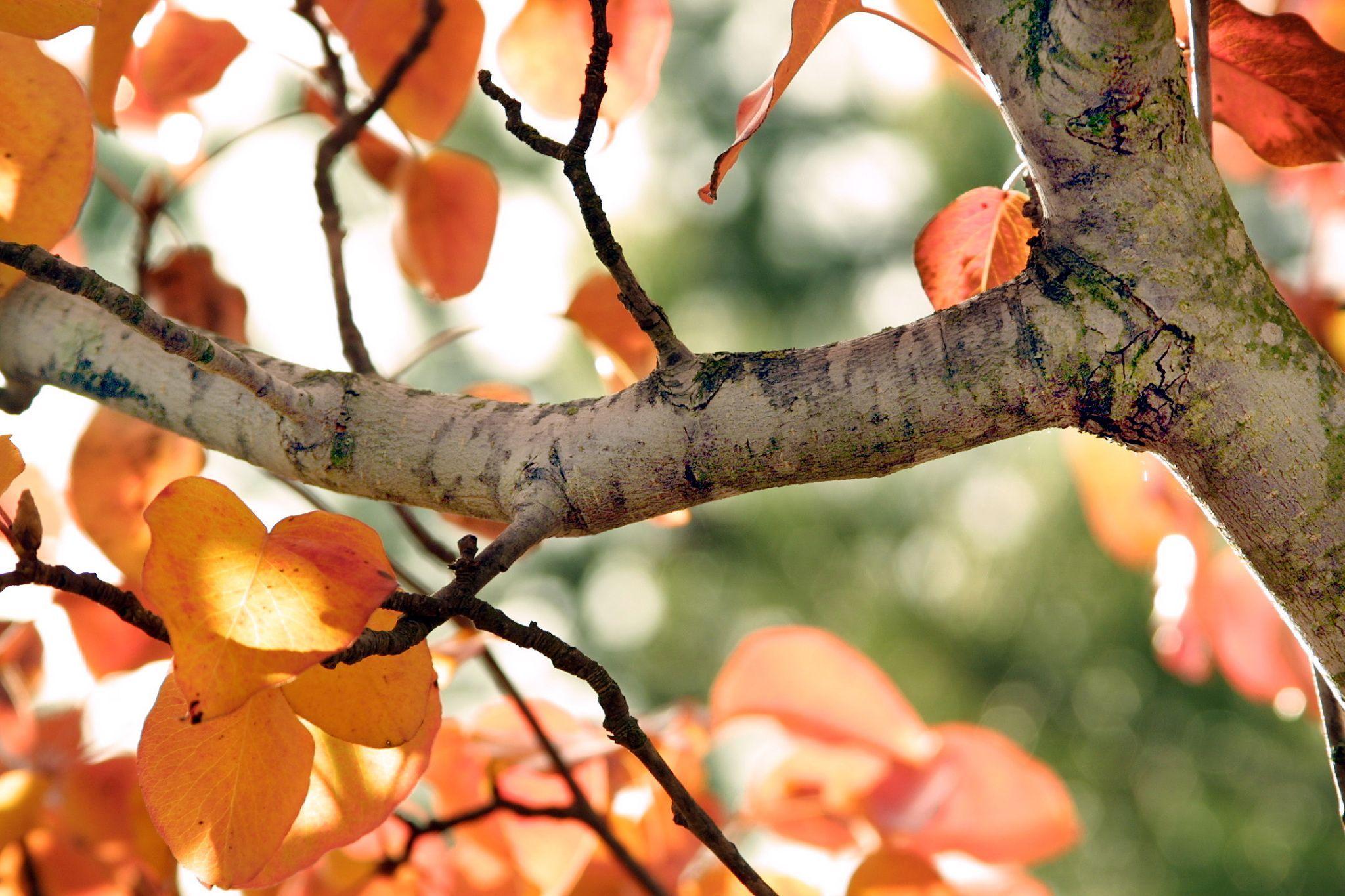 Tree fall