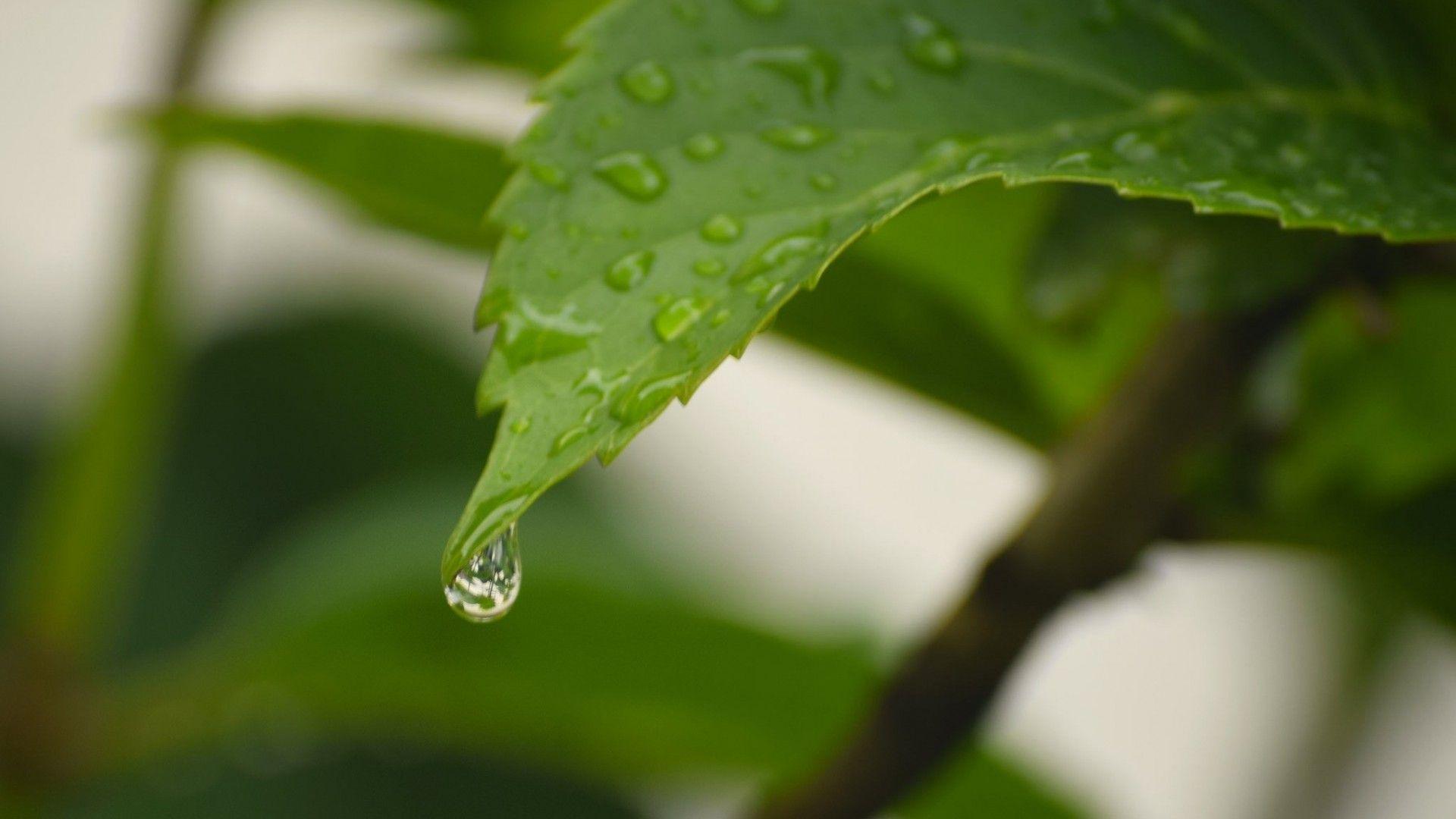 1920x1080 Best & Inspirational High Quality Tree Branch Dew Background