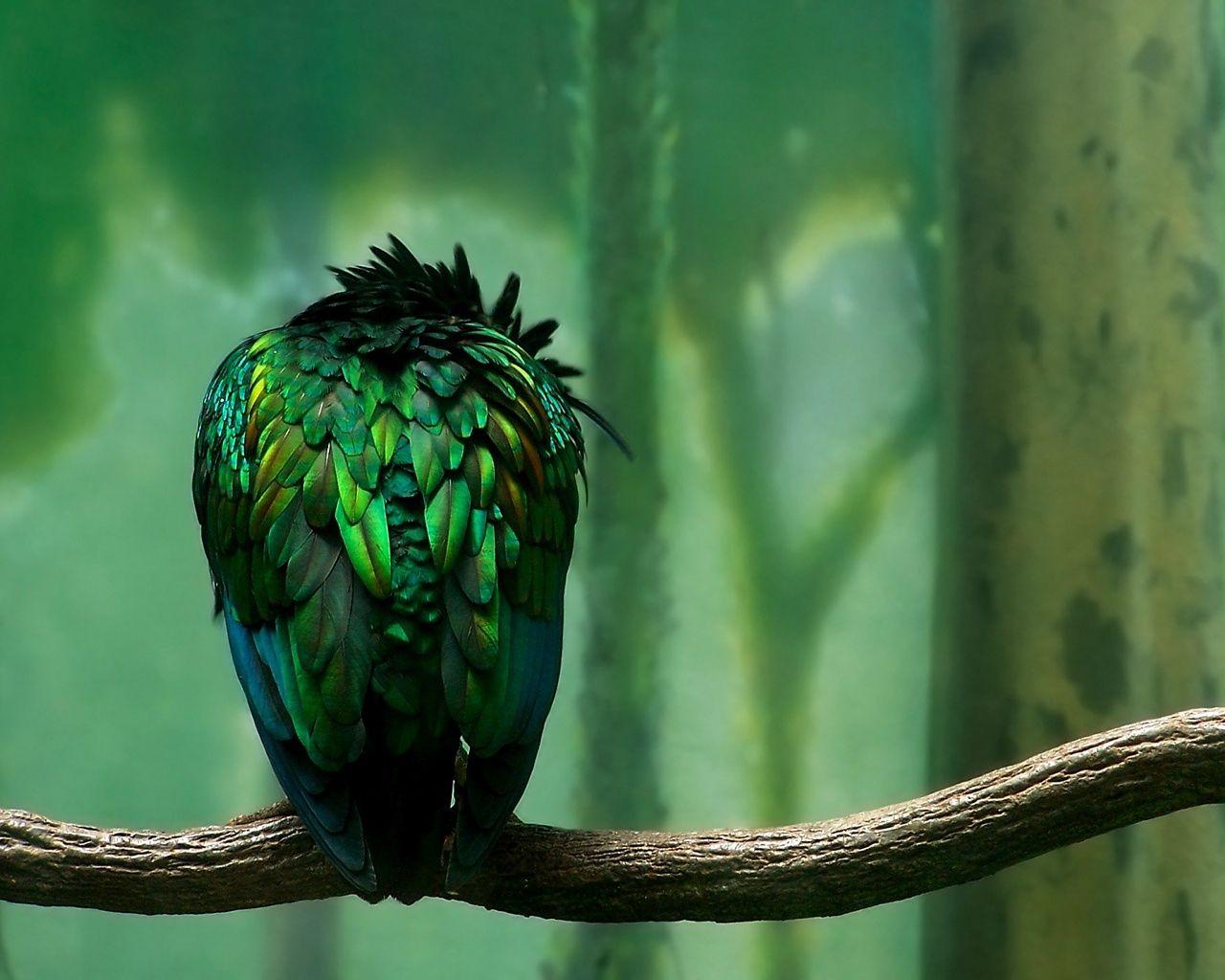 1280x1024 Green Bird on Tree Branch