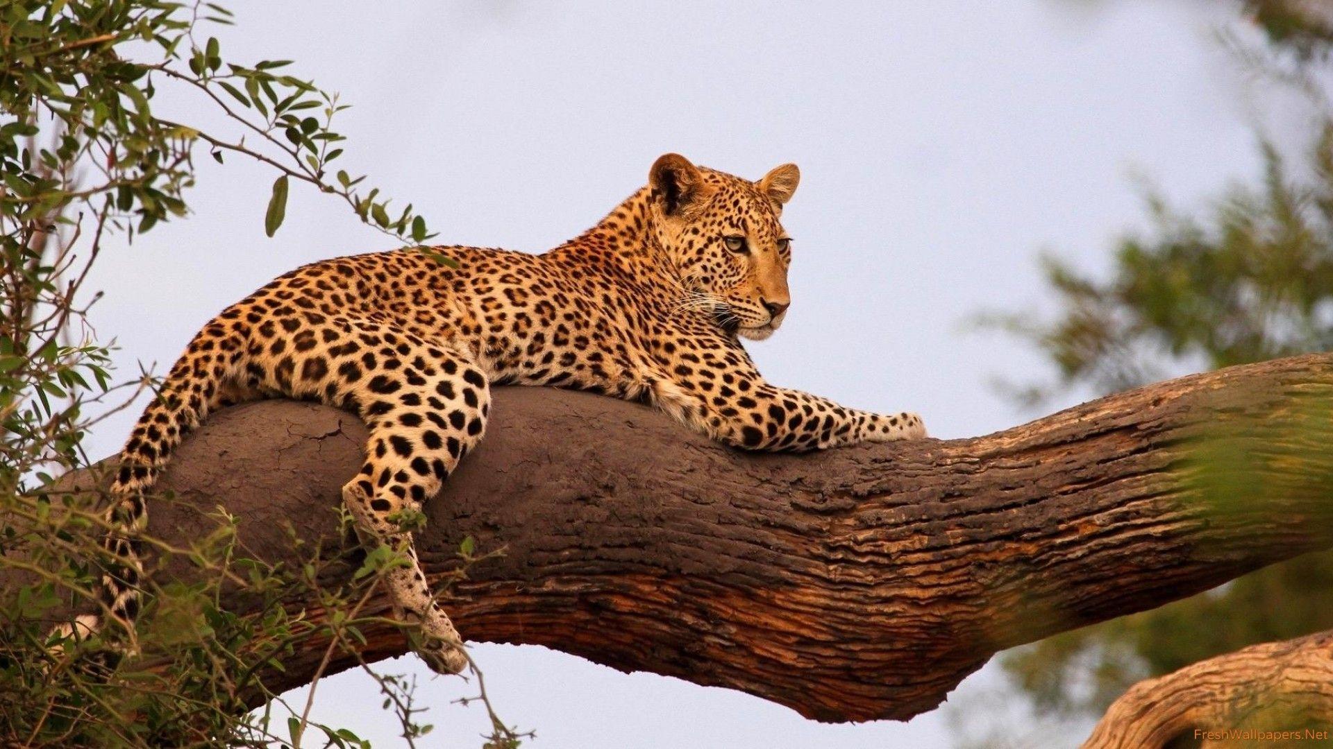 1920x1080 Leopard on a tree branch wallpaper