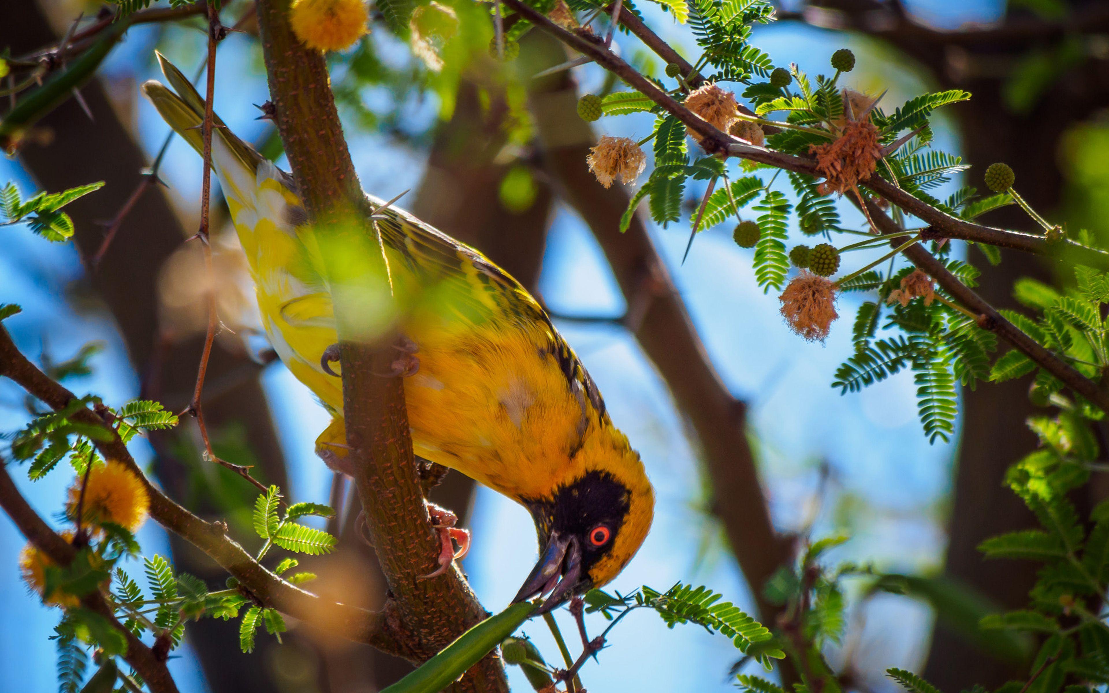 3840x2400 Orange Bird Village Weaver On Tree Branch La Reunion Island