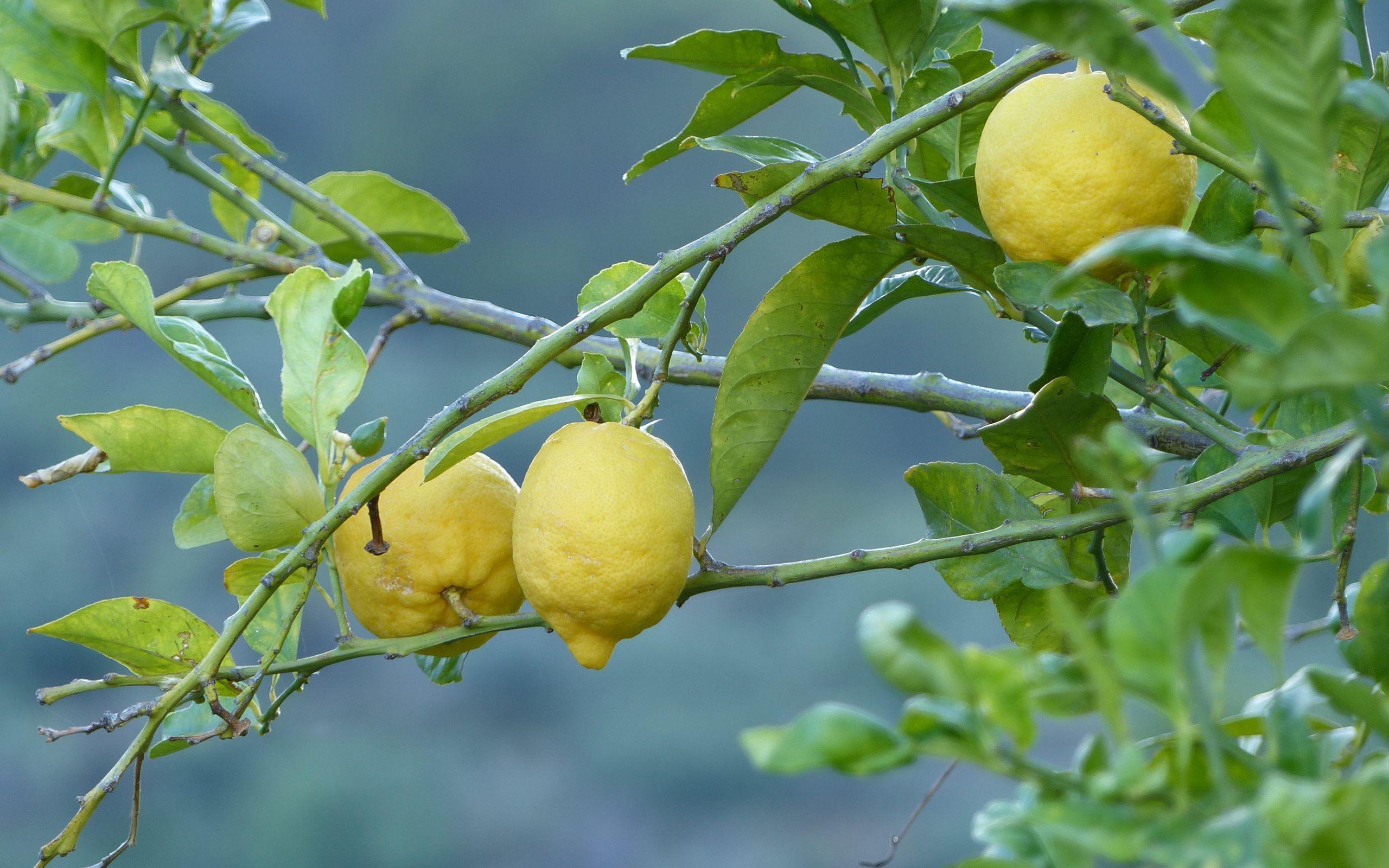 2560x1600 Download wallpaper 2560x1600 lemons, fruit, tree, branch