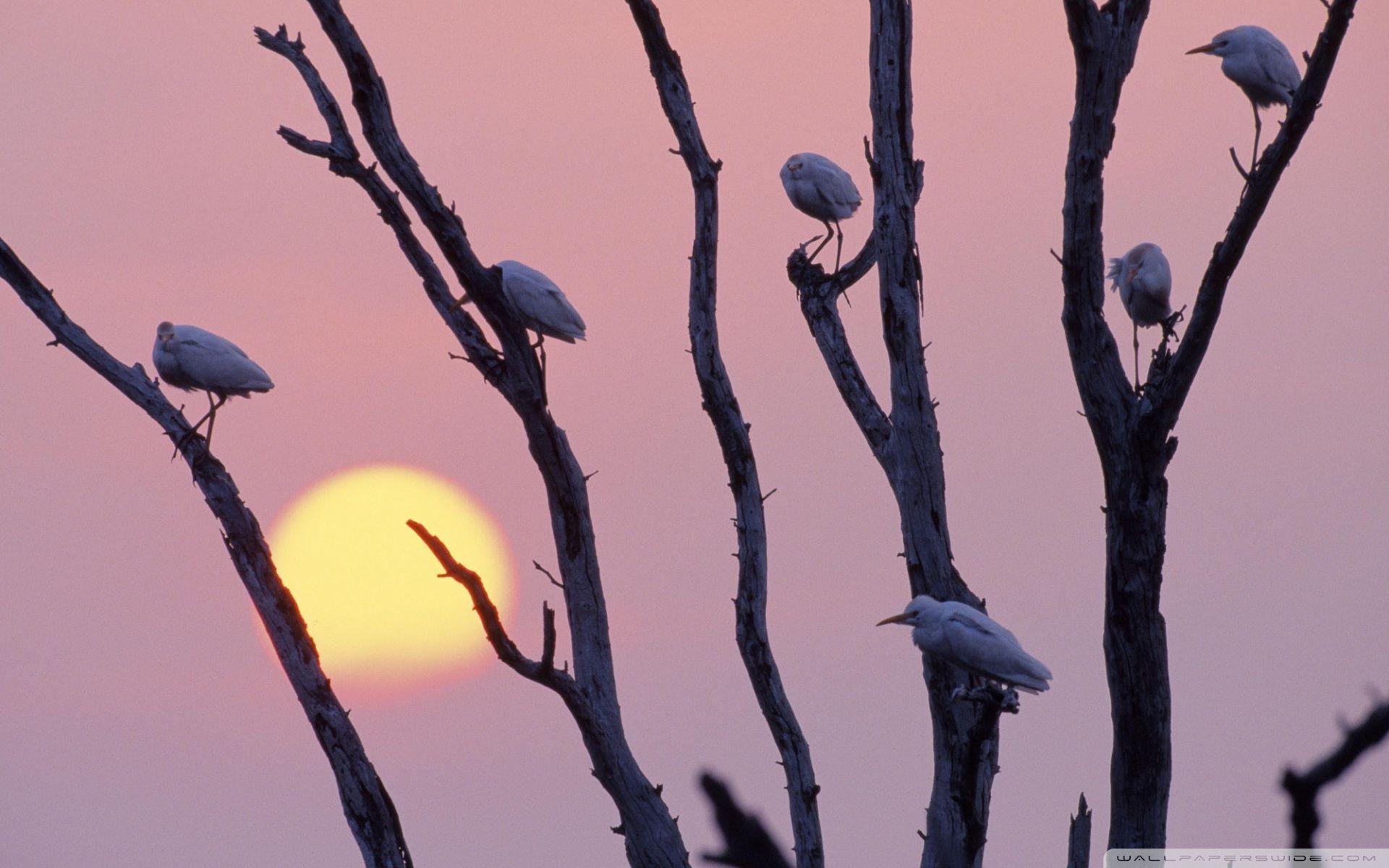 1920x1200 Birds Sitting On A Tree Branch Ultra HD Desktop Background