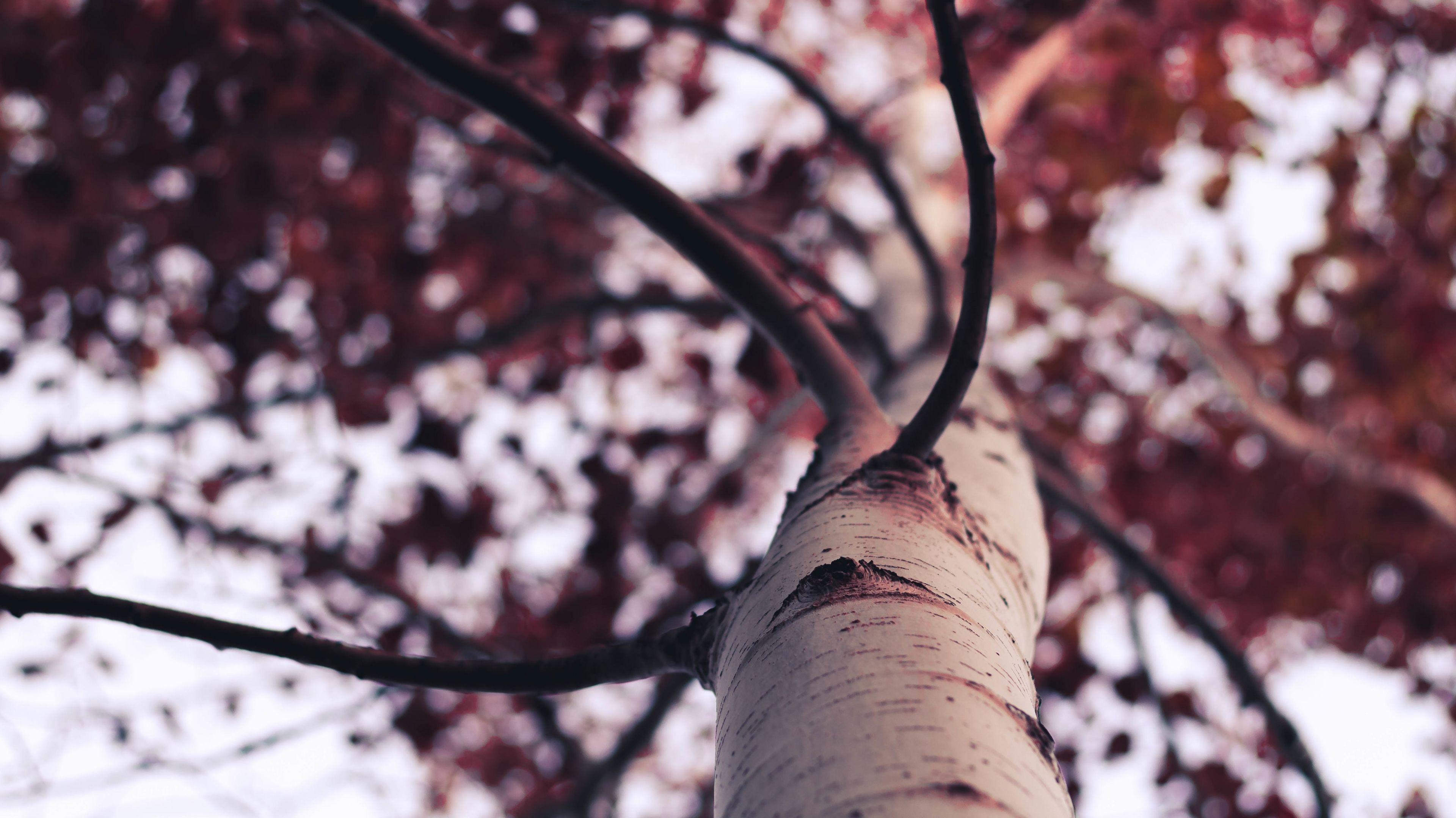 3840x2160 Wallpaper 4k Tree Branches 4k nature wallpaper, trees wallpaper